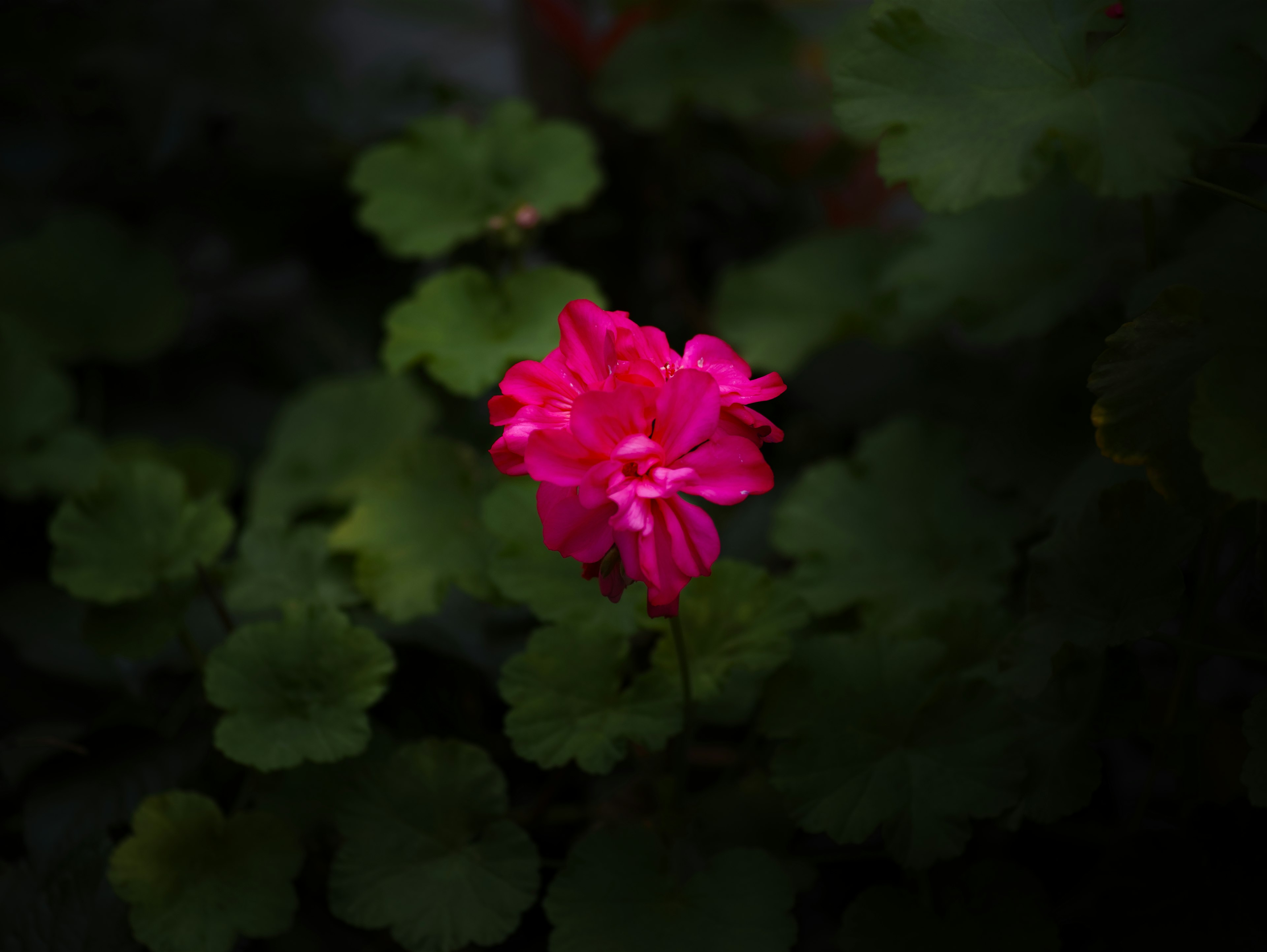 暗い背景の中で鮮やかなピンクの花が目立つ