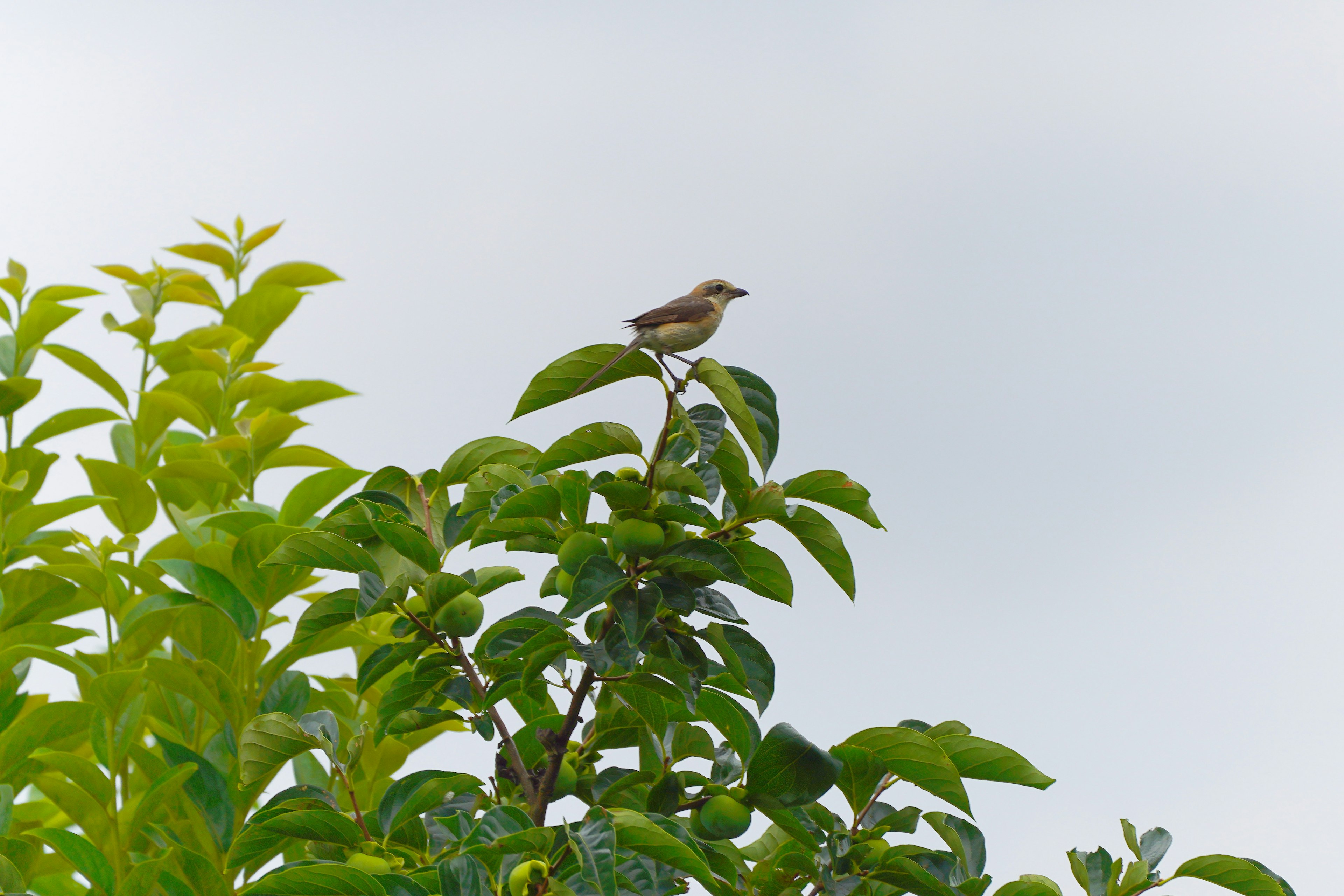 Un petit oiseau perché sur des feuilles vertes sous un ciel bleu