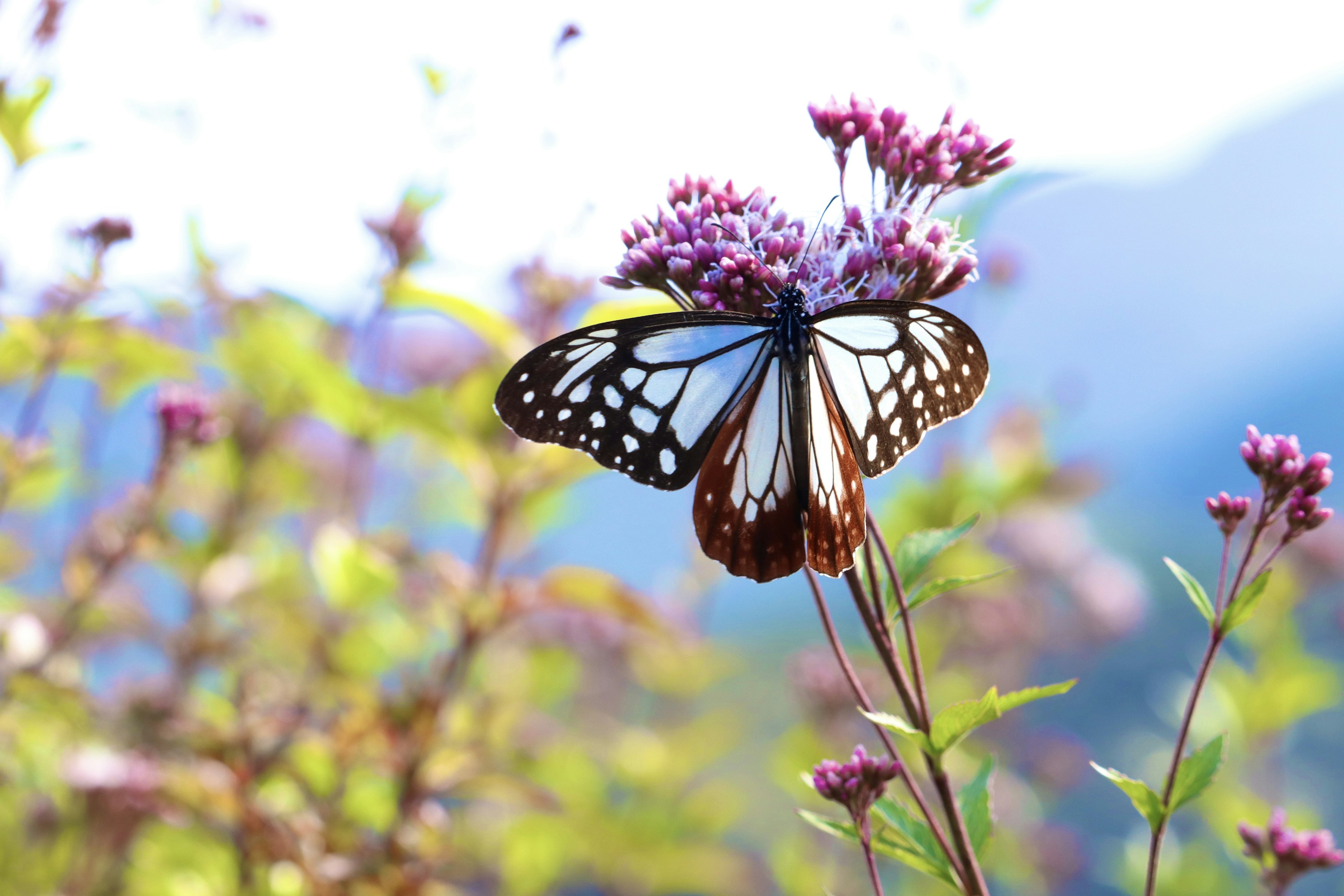 Ein schöner Schmetterling, der auf einer Blume sitzt