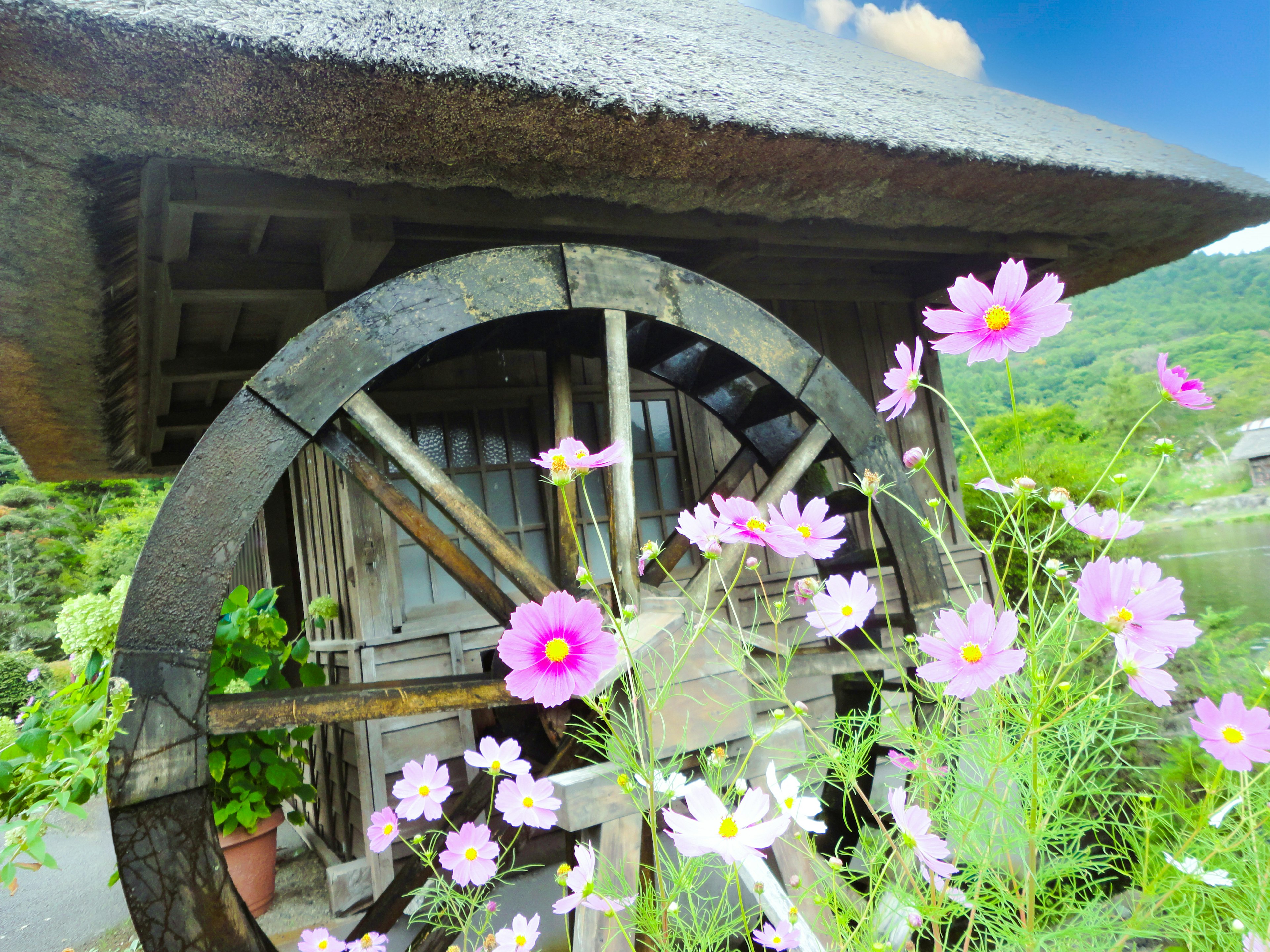 Water wheel surrounded by pink flowers