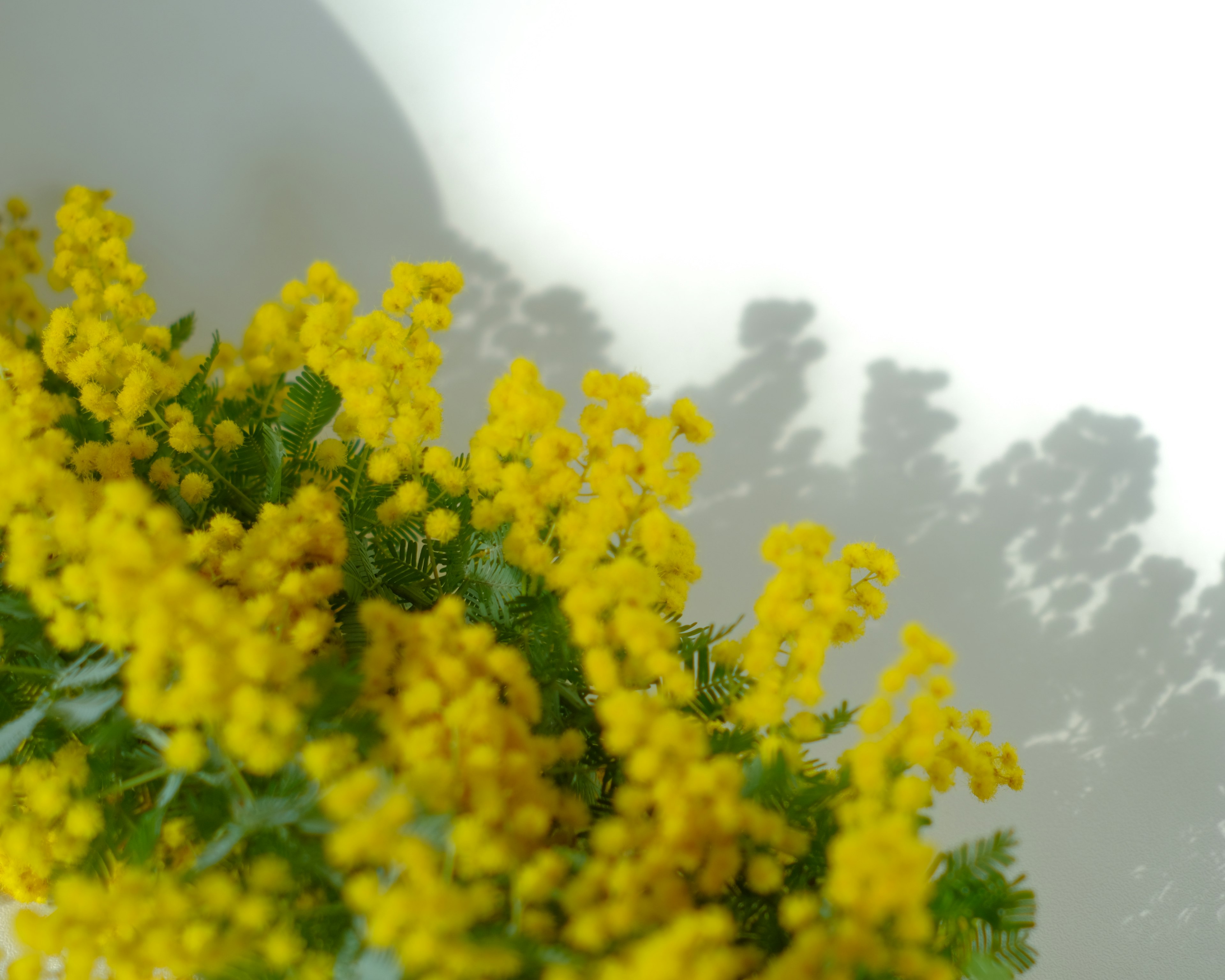 A vibrant cluster of yellow flowers casting shadows against a light background