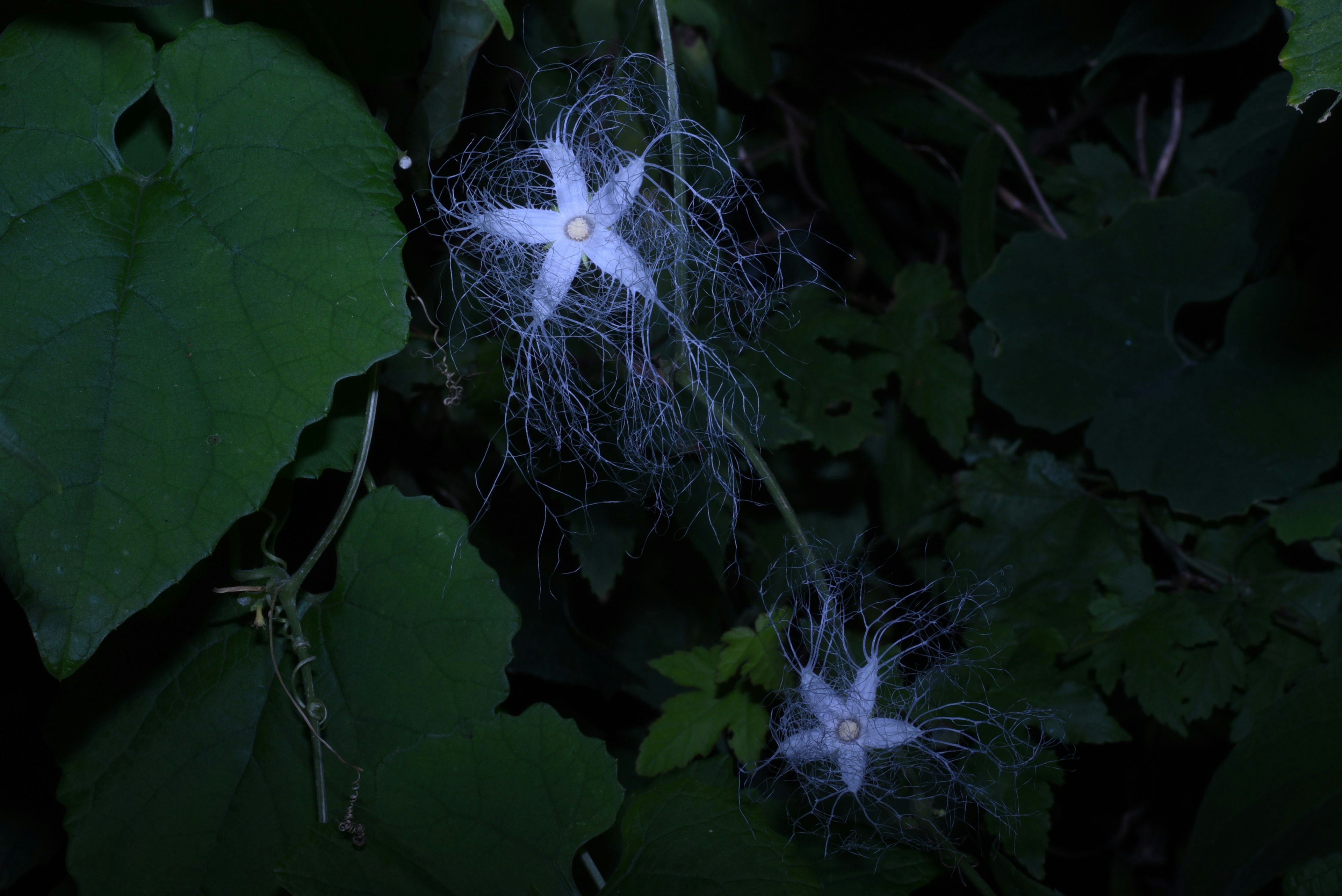 Fleurs blanches avec des structures semblables à des racines sur un fond sombre