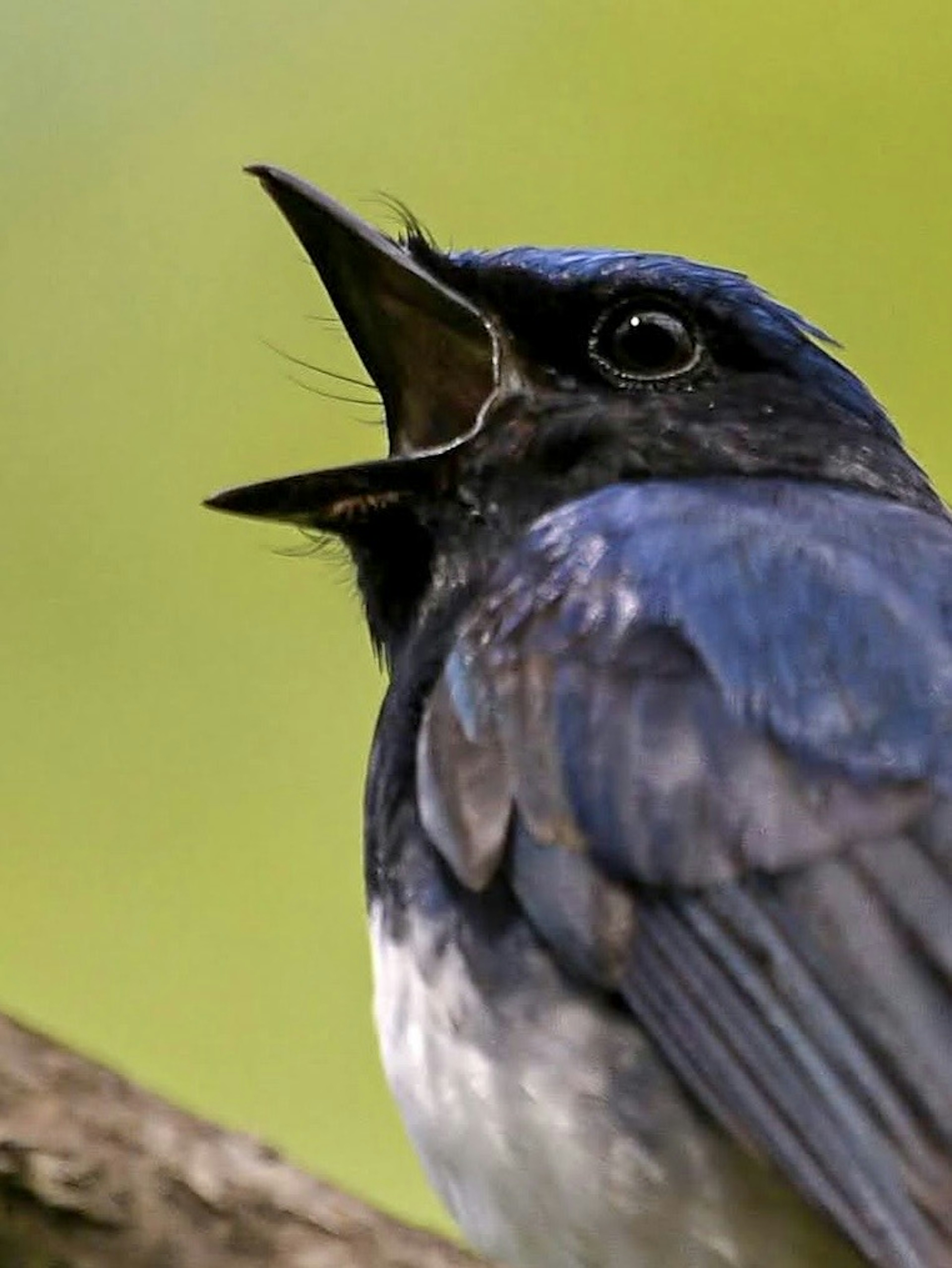 青い鳥が枝に止まり口を開けて鳴いている