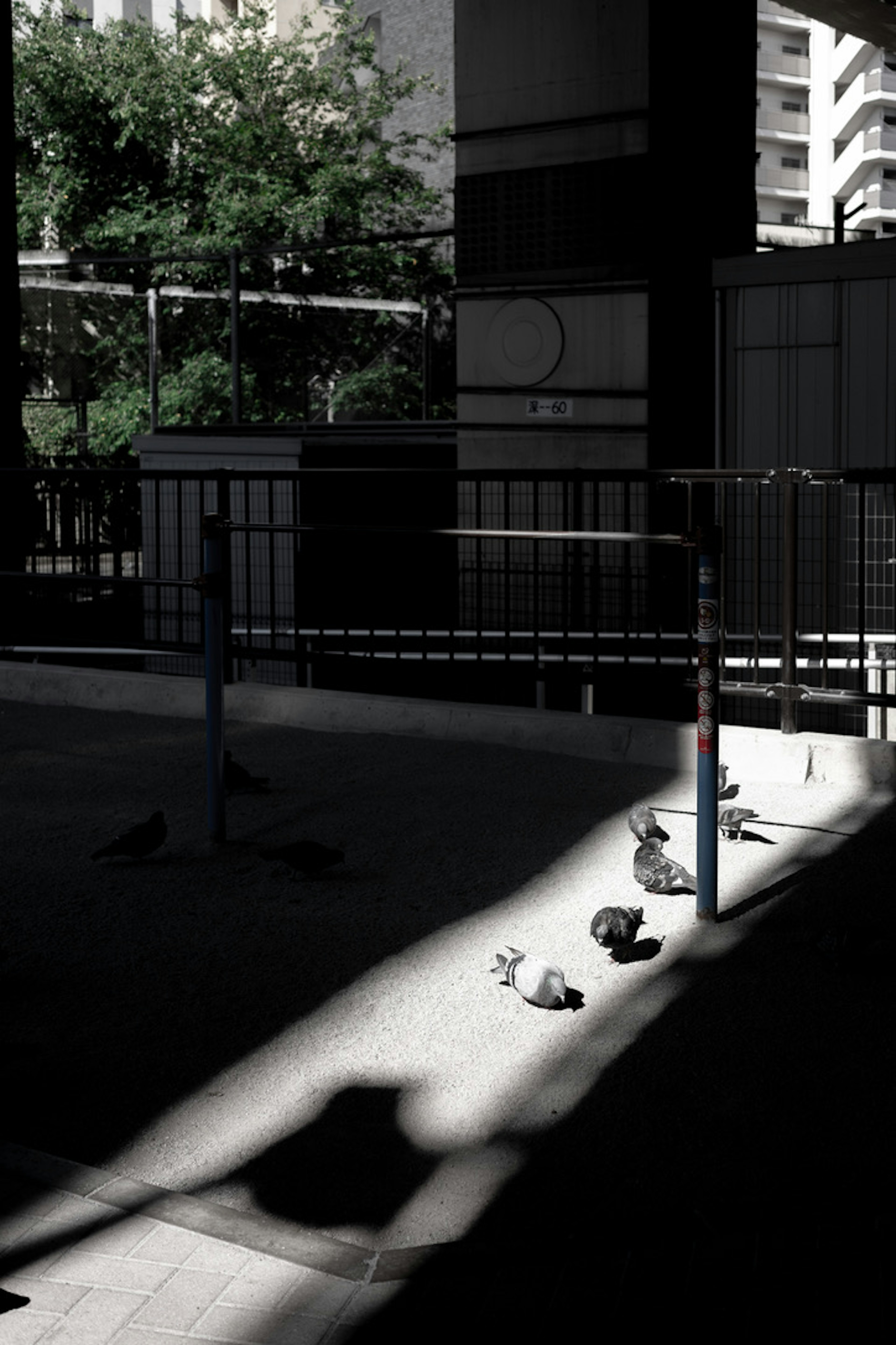 Urban scene with pigeons in shadows and light streaks