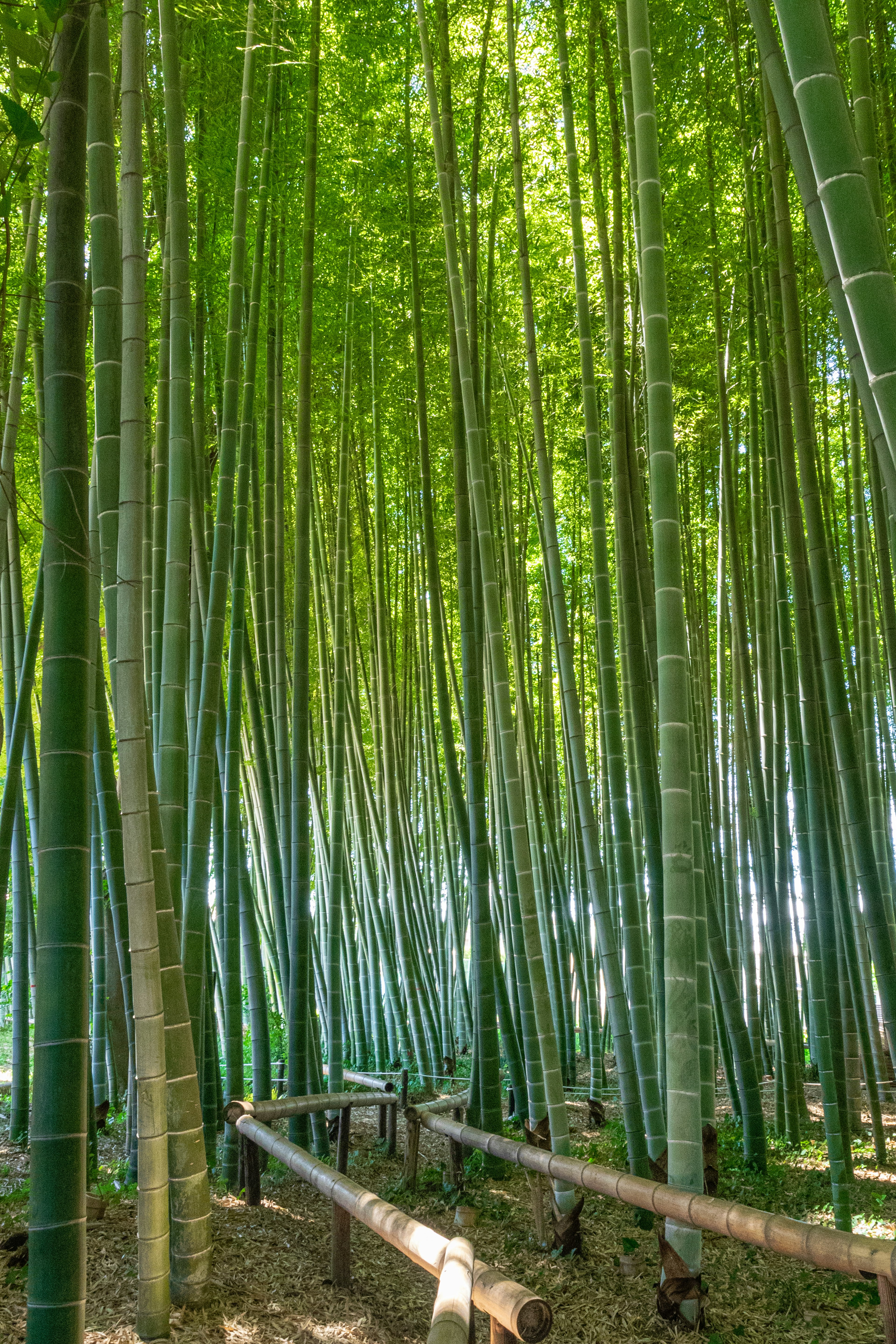 Foresta di bambù rigogliosa con alti steli verdi e foglie vivaci