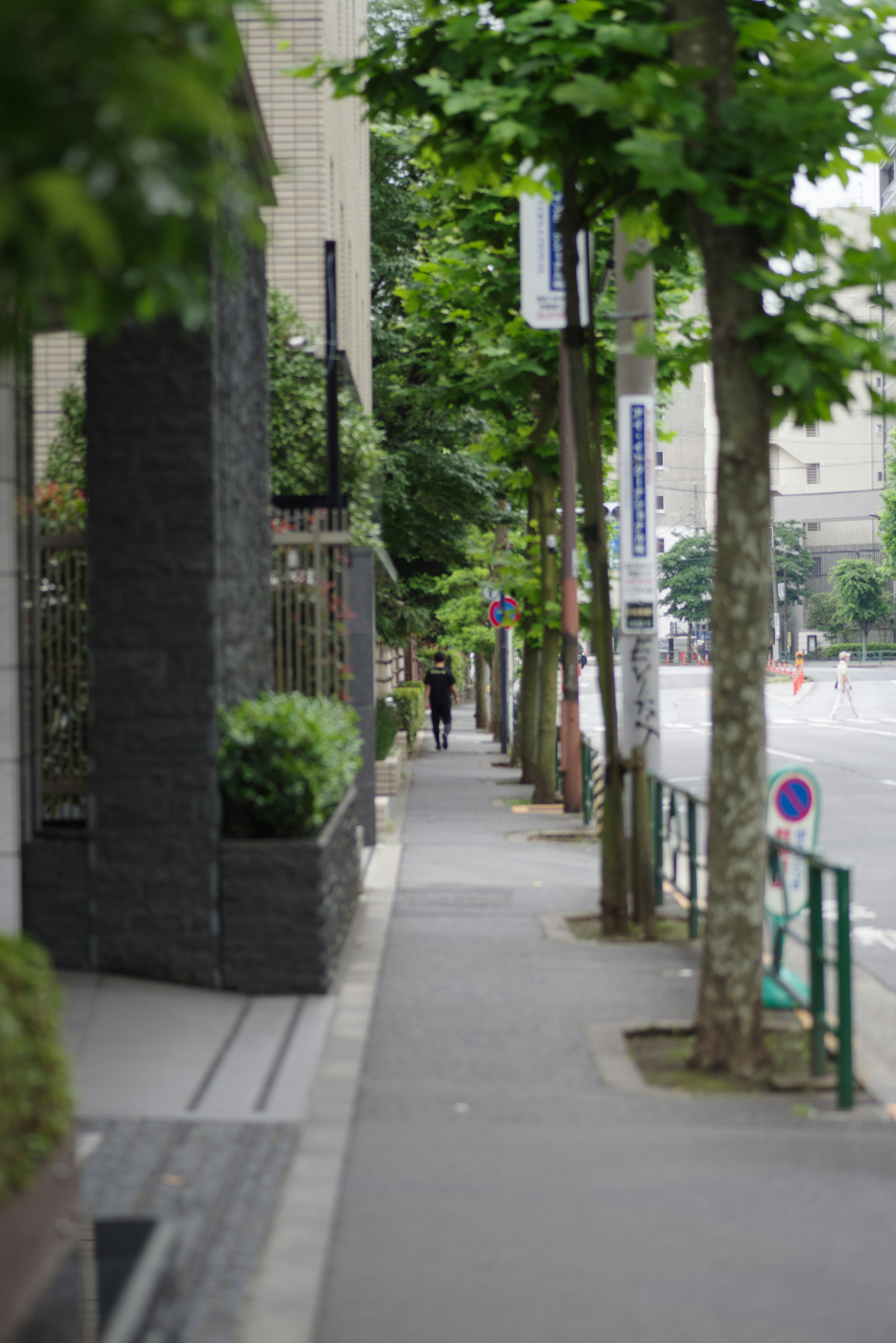 Urban scene featuring a paved sidewalk lined with green trees