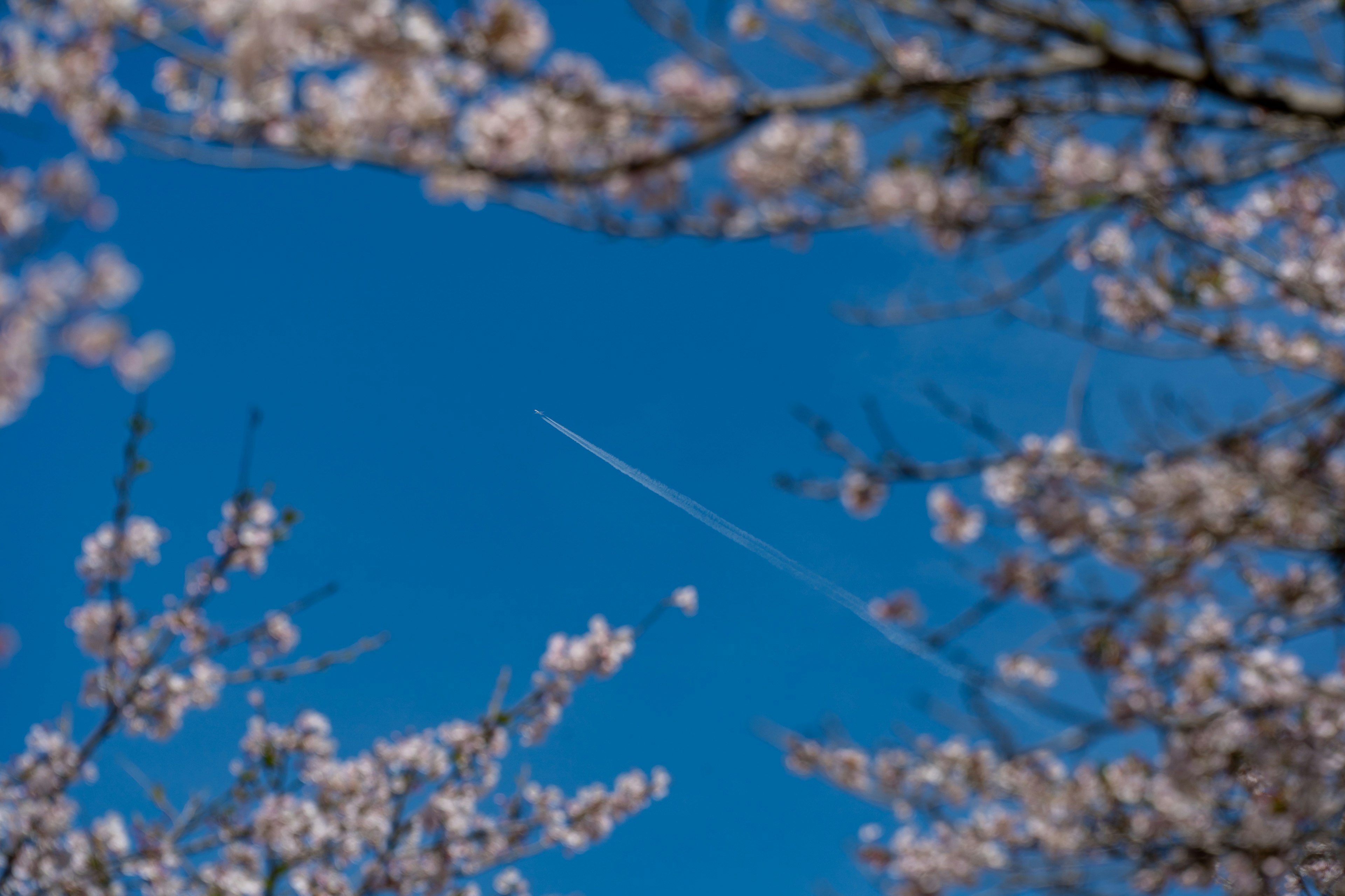 青空に桜の花と飛行機雲が見える風景