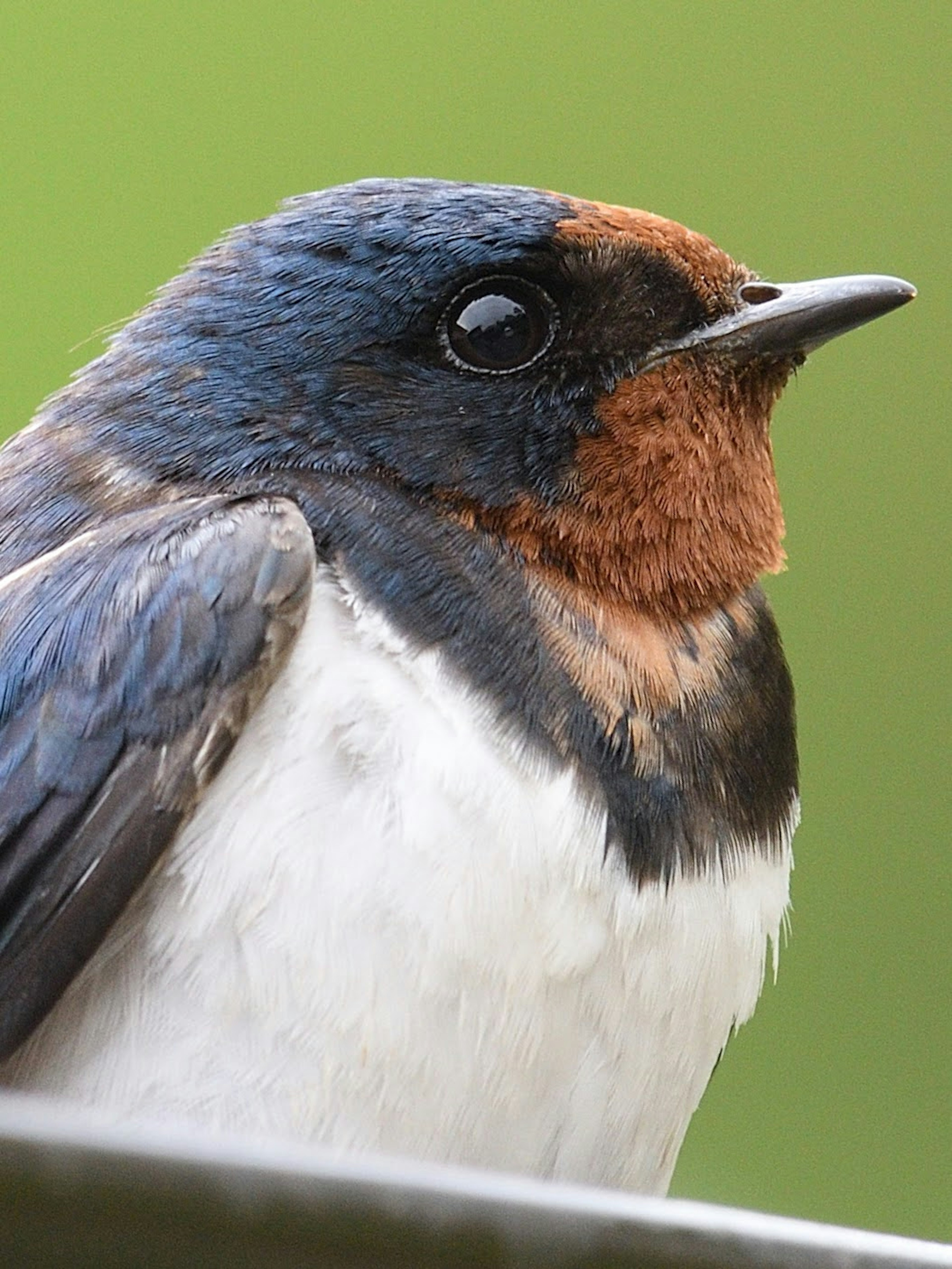 Close-up of a bird with blue feathers and a brown throat