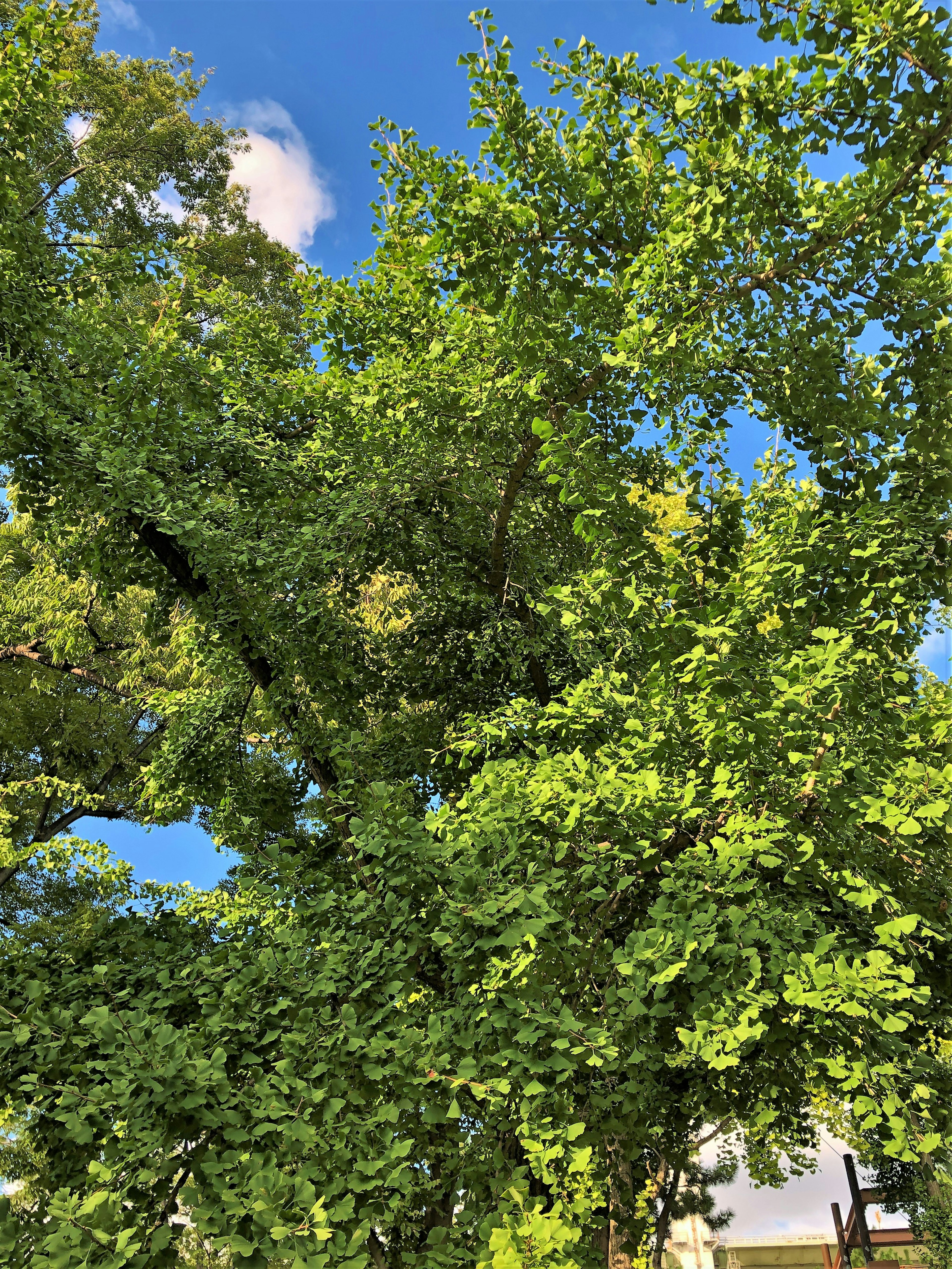 Un albero con foglie verdi lussureggianti sotto un cielo blu