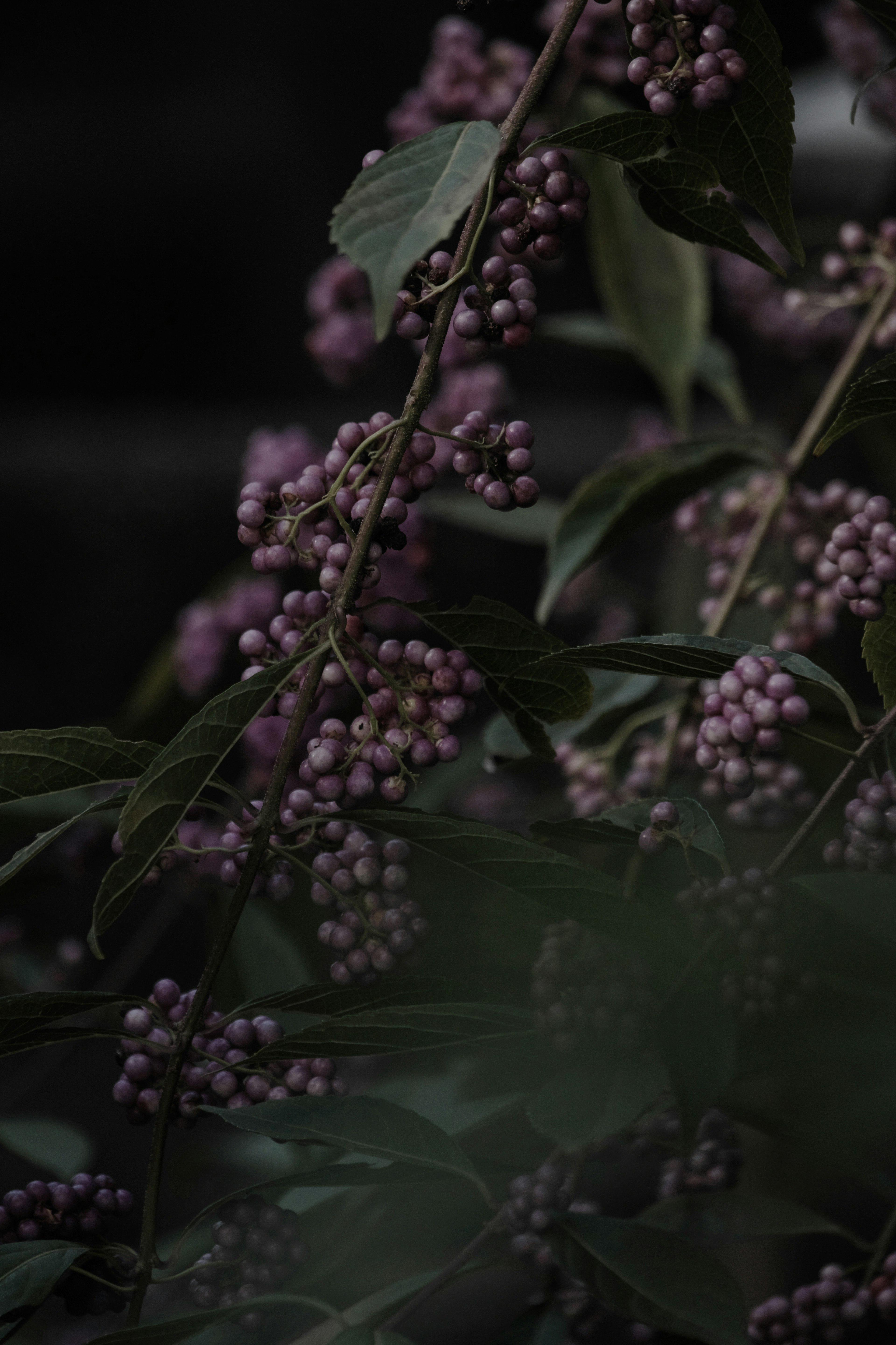 特写的植物枝条上有紫色浆果