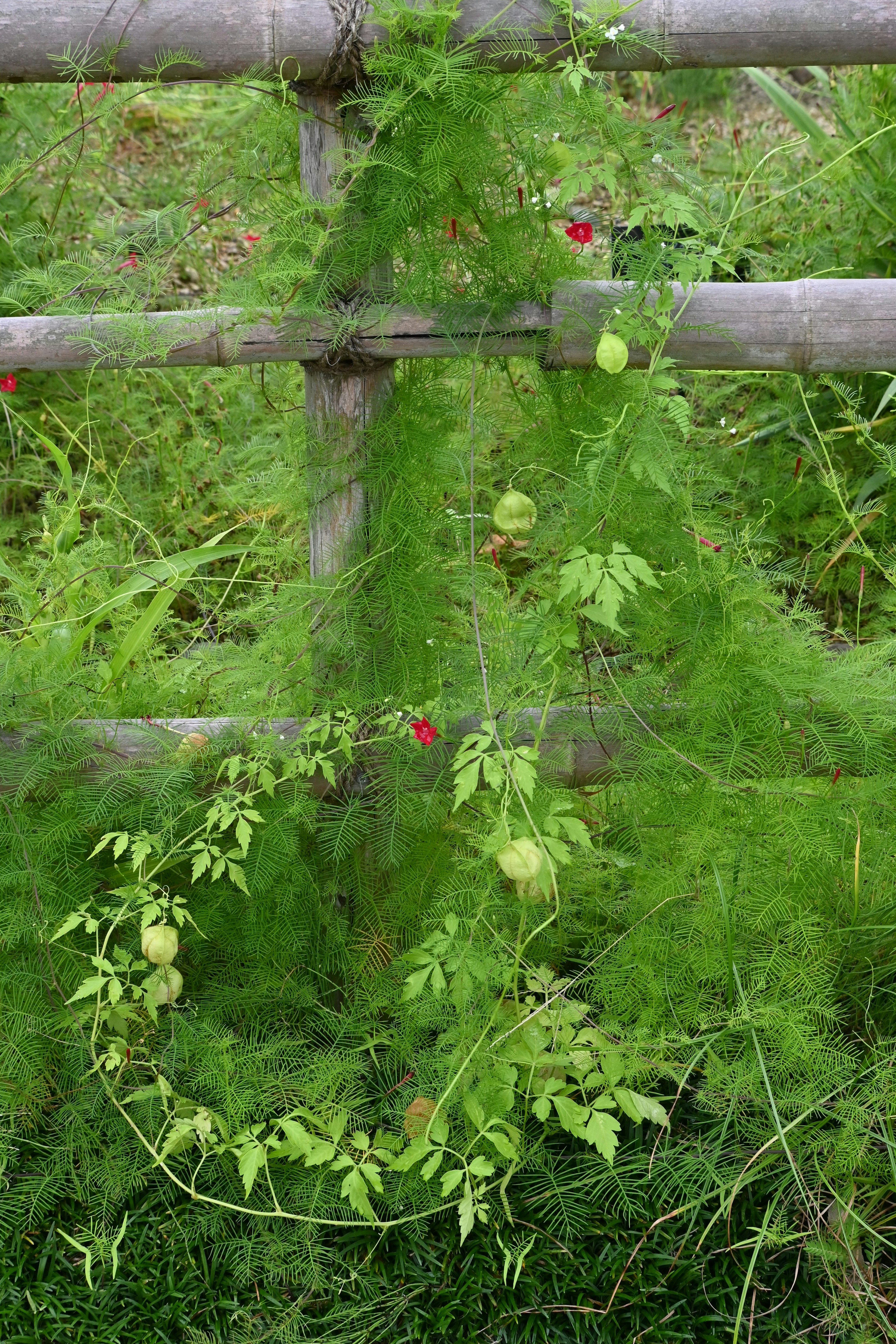 Planta trepadora verde enredada en una cerca de madera con flores rojas y frutos inmaduros