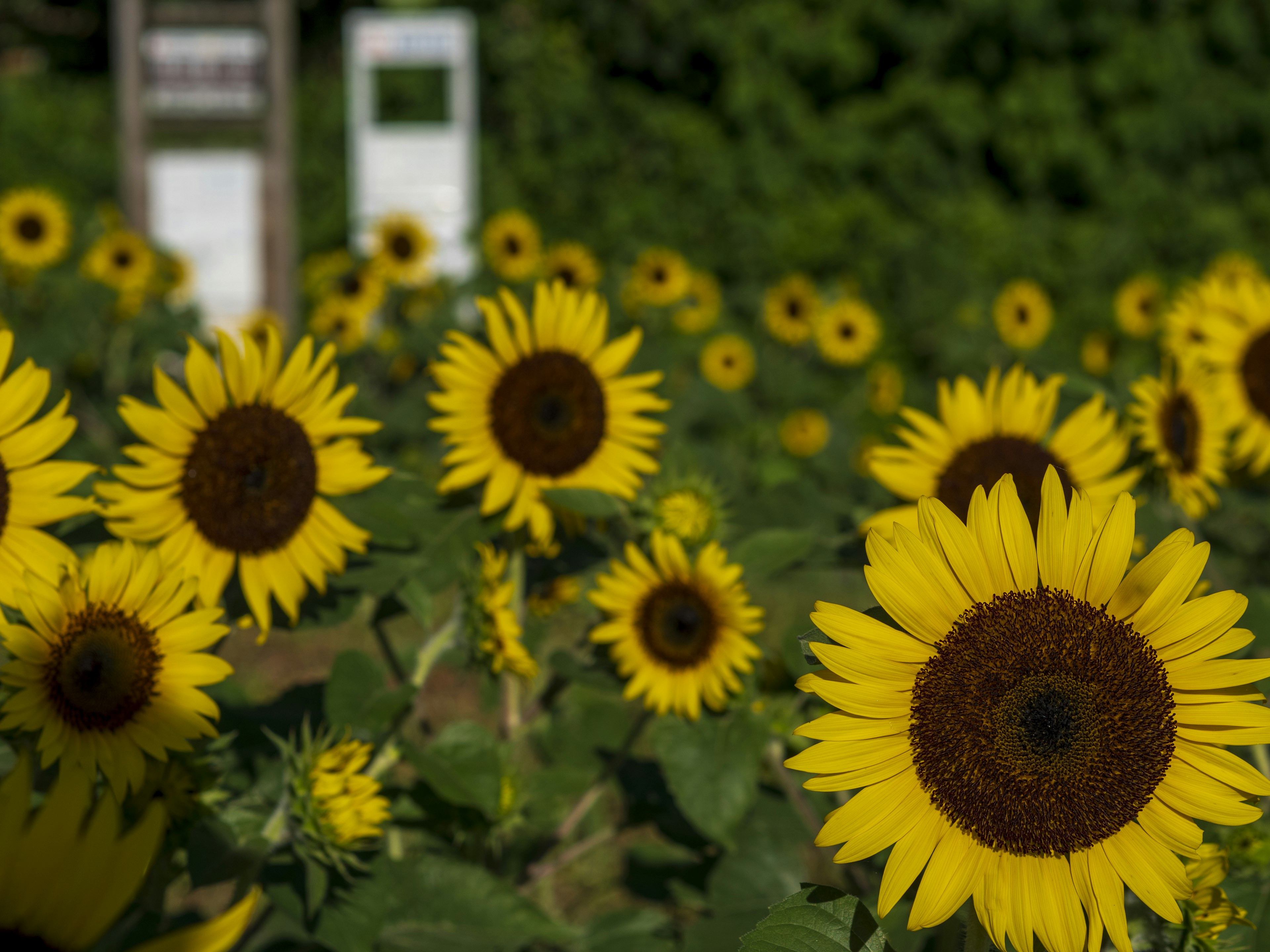 Campo di girasoli vibrante con fiori gialli brillanti e foglie verdi