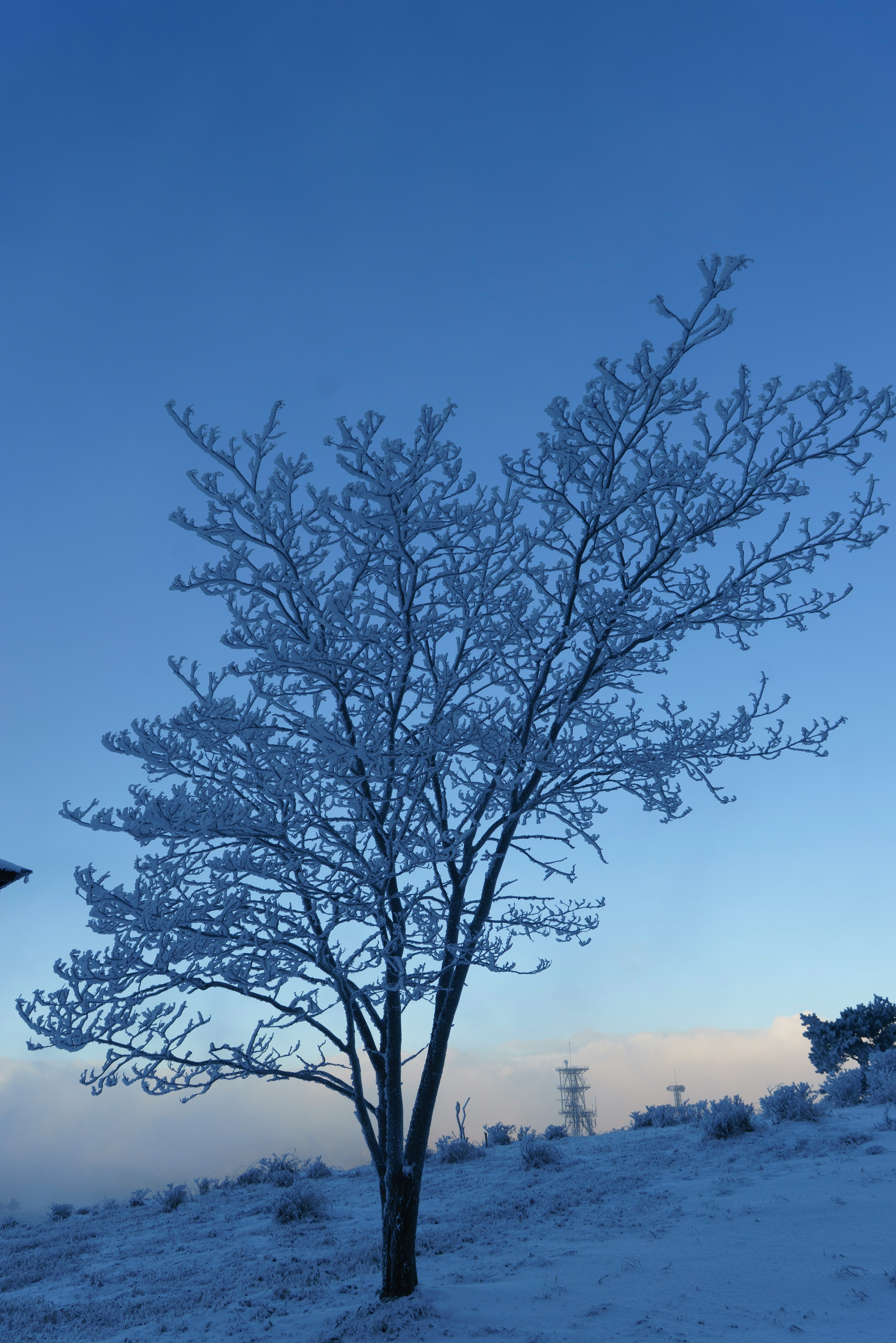 Un árbol cubierto de nieve contra un cielo azul claro