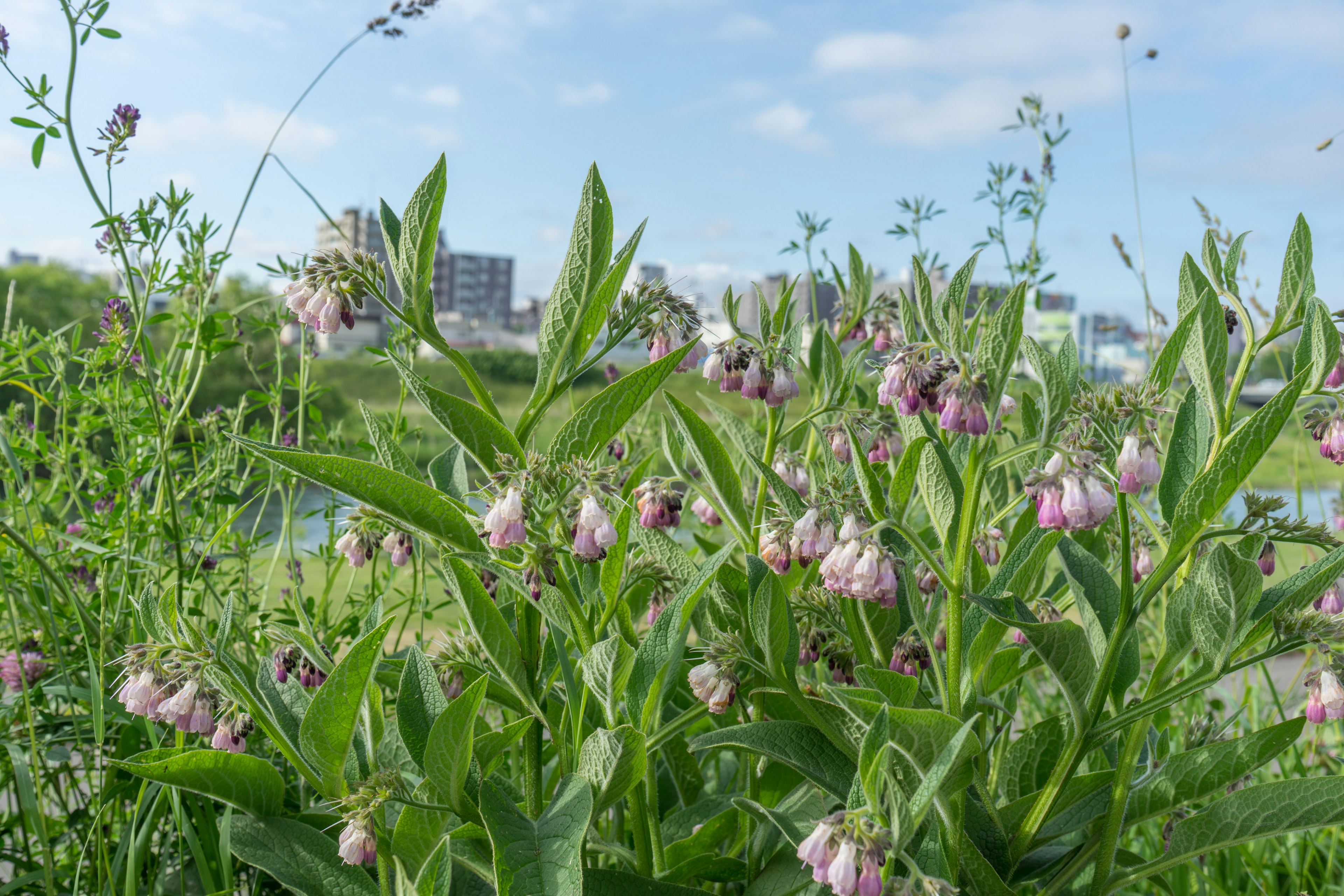 A landscape with green leaves and light pink flowers in front of city buildings