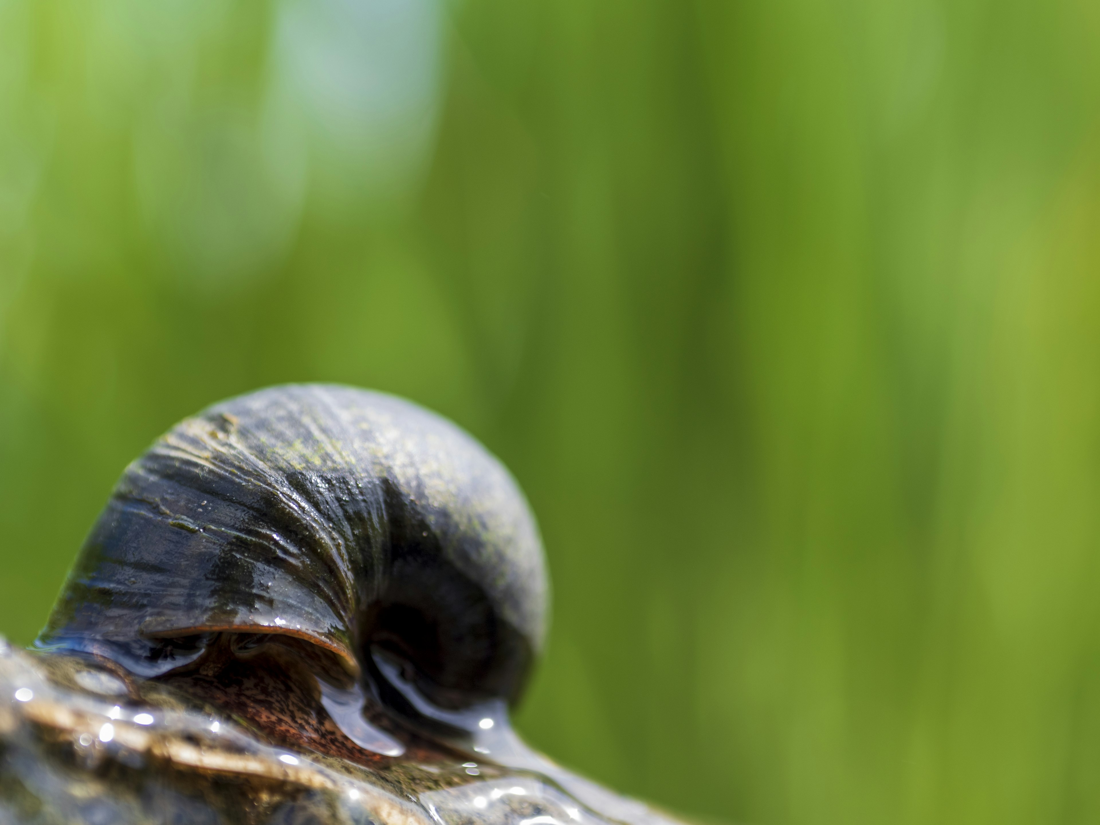 Gros plan d'un escargot sur une surface humide avec un fond vert