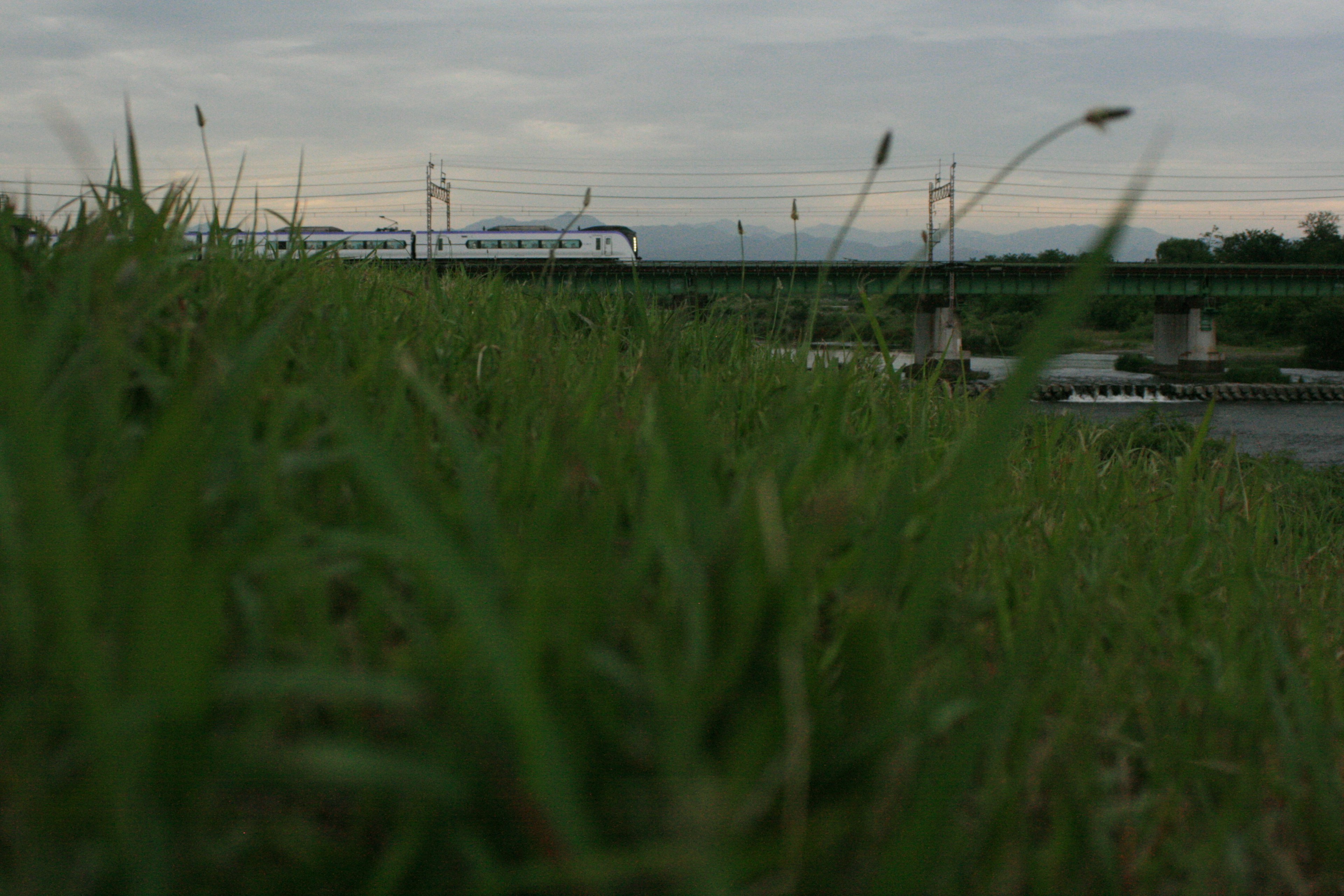 Zug im Hintergrund mit hohem Gras im Vordergrund