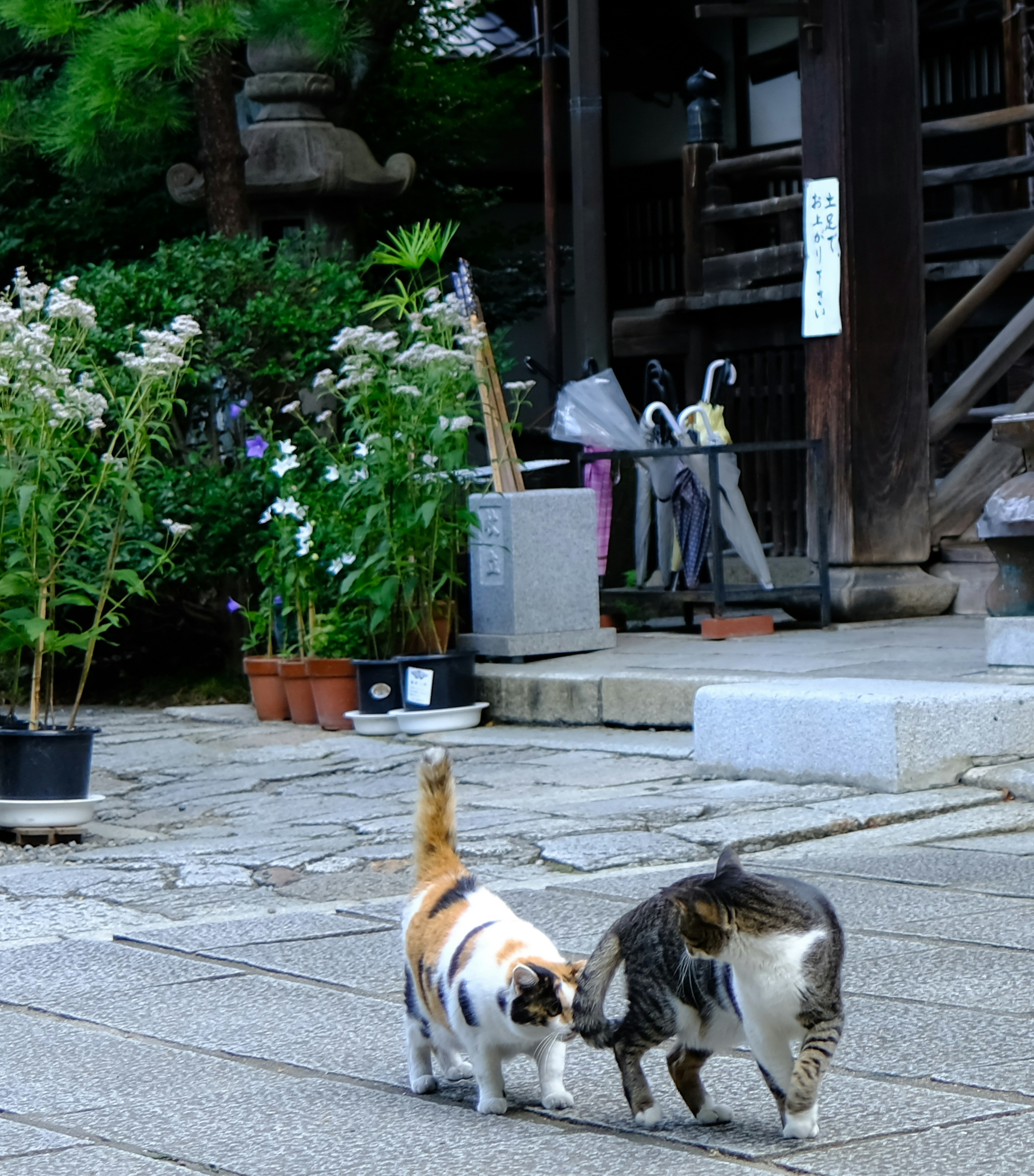 庭で遊ぶ二匹の猫と周囲の植物