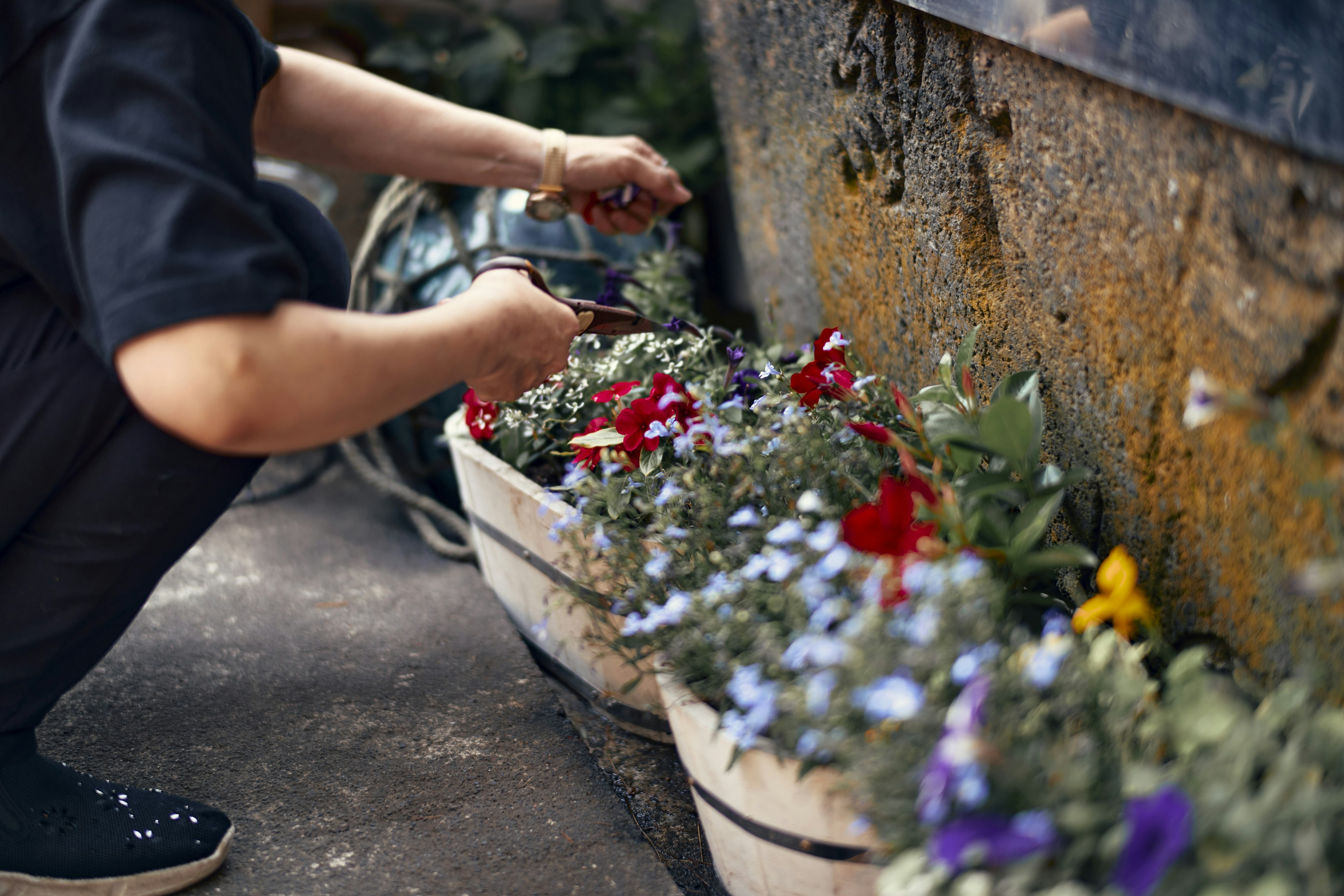 Persona cuidando macetas de flores con flores coloridas