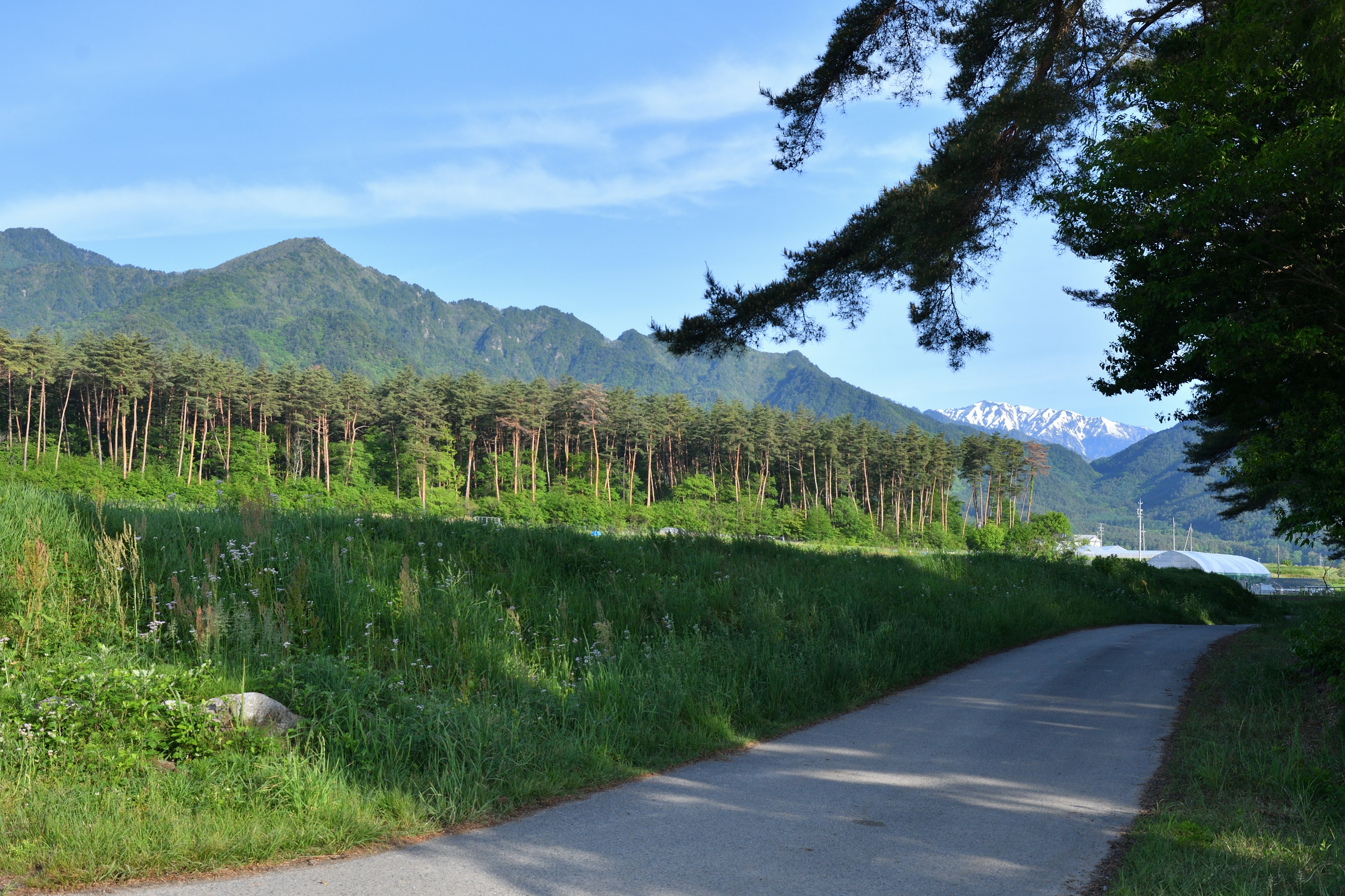 A serene pathway surrounded by green trees and mountains under a blue sky