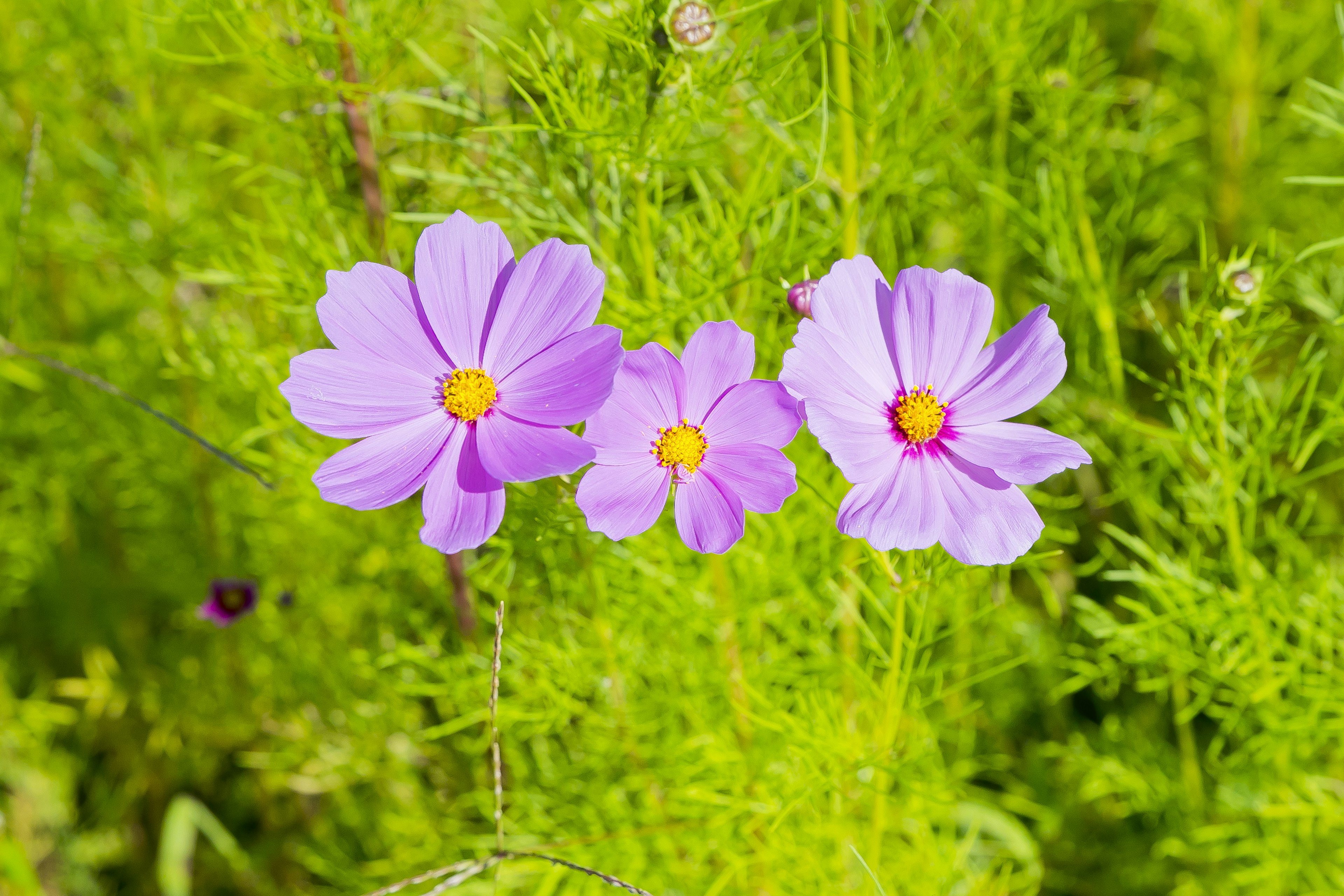 鮮やかな緑の背景の中に咲く三つのピンクの花