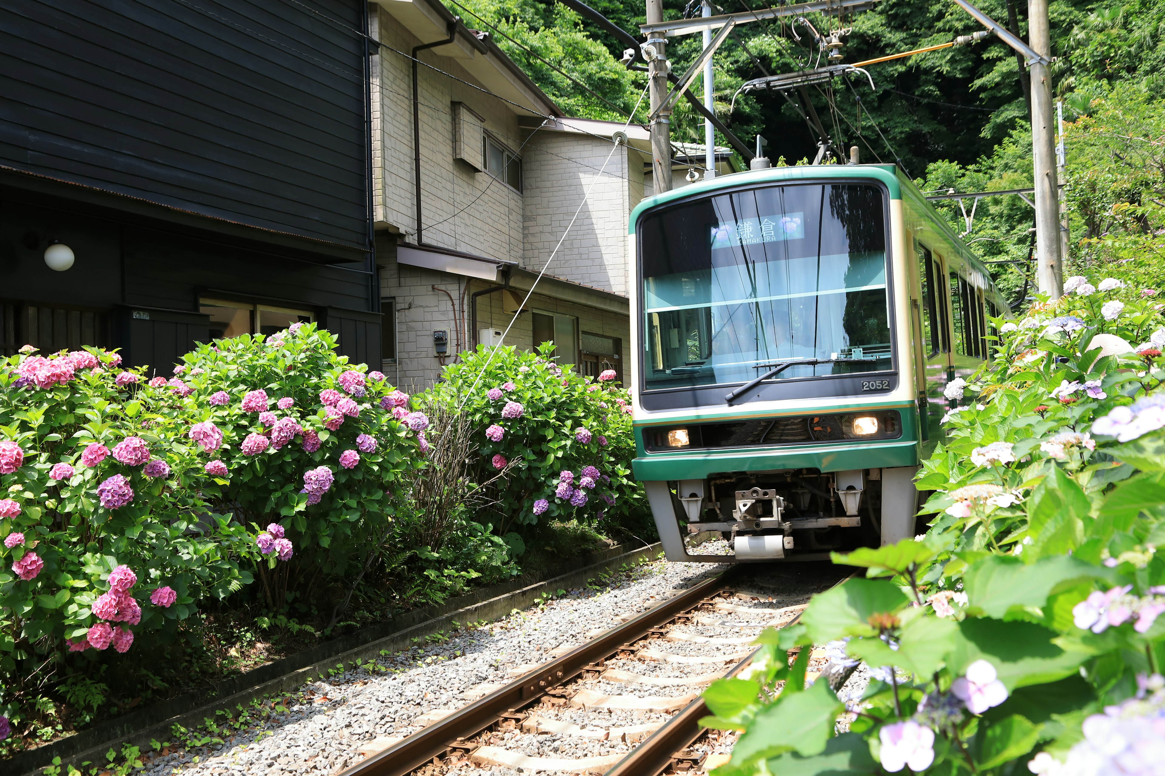 緑の電車が紫陽花に囲まれた線路を走っている風景