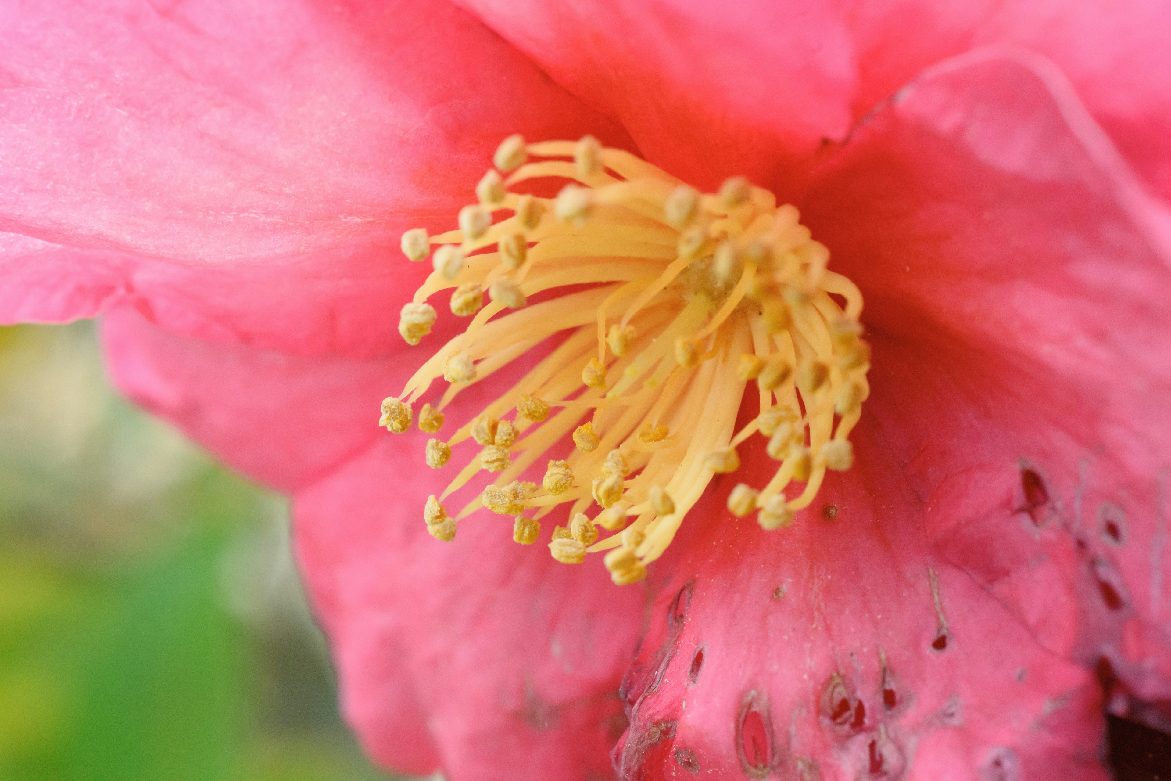 Primo piano di un fiore rosa vibrante con stami gialli