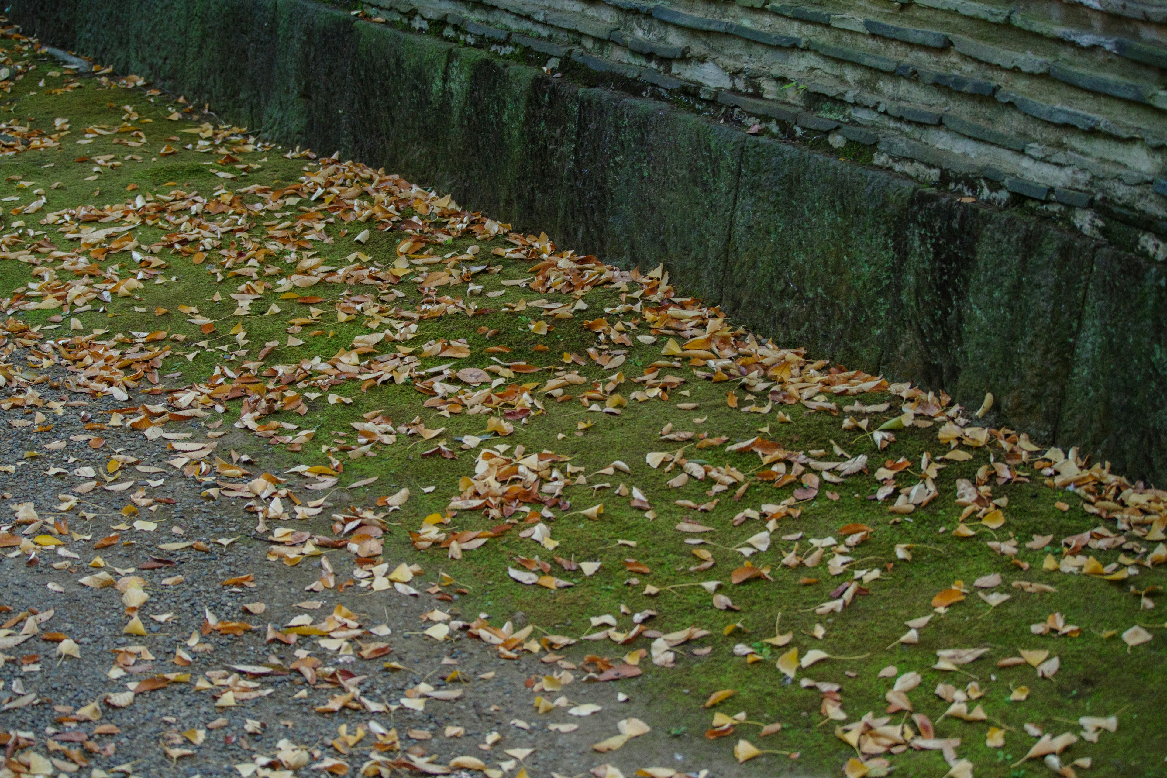 A section of a path covered with grass and fallen leaves