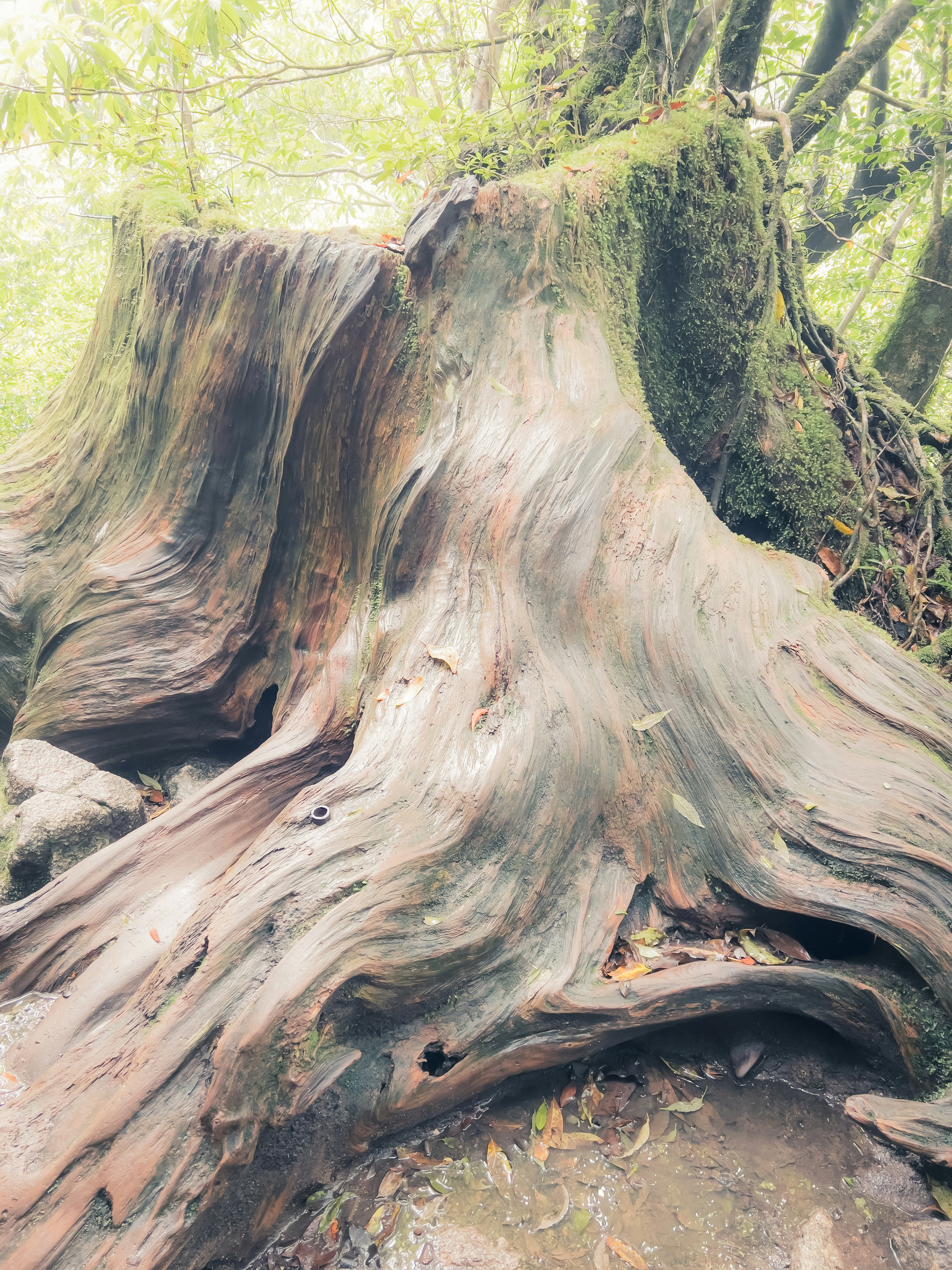 Texture e forma dettagliate di un vecchio ceppo d'albero