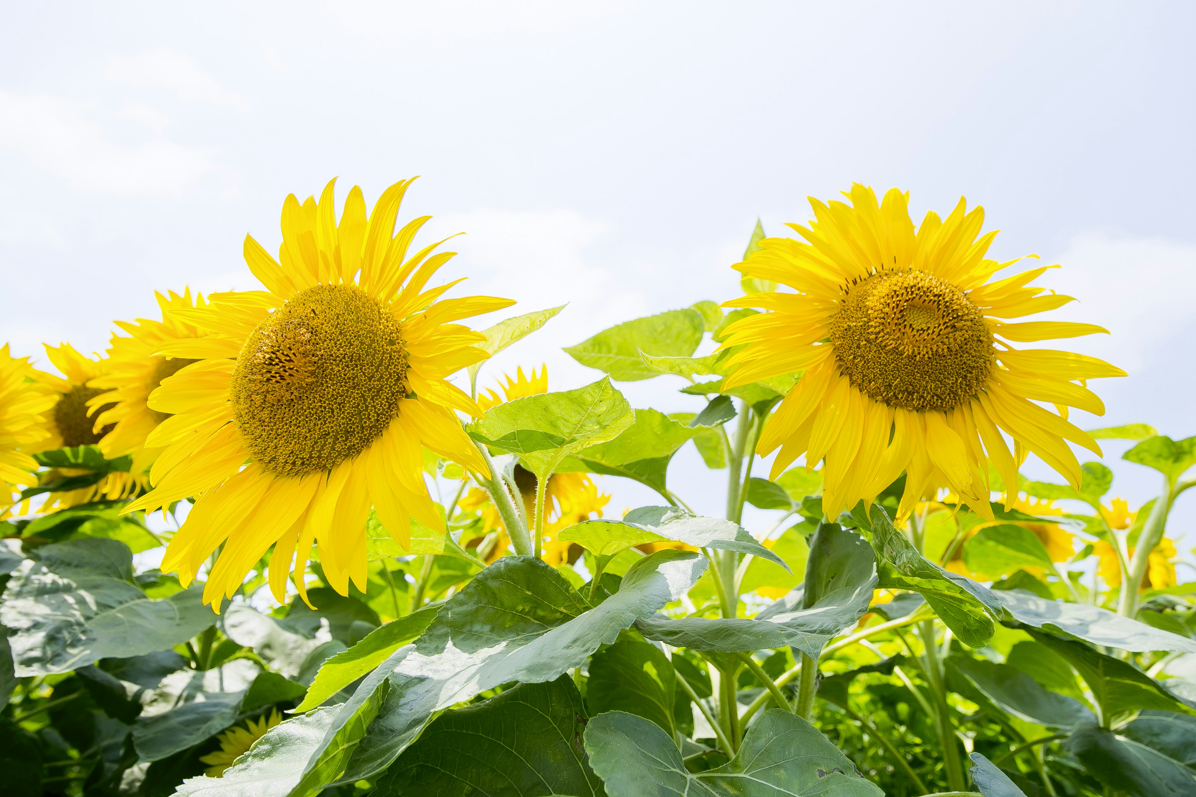 Feld mit blühenden Sonnenblumen unter einem hellen Himmel