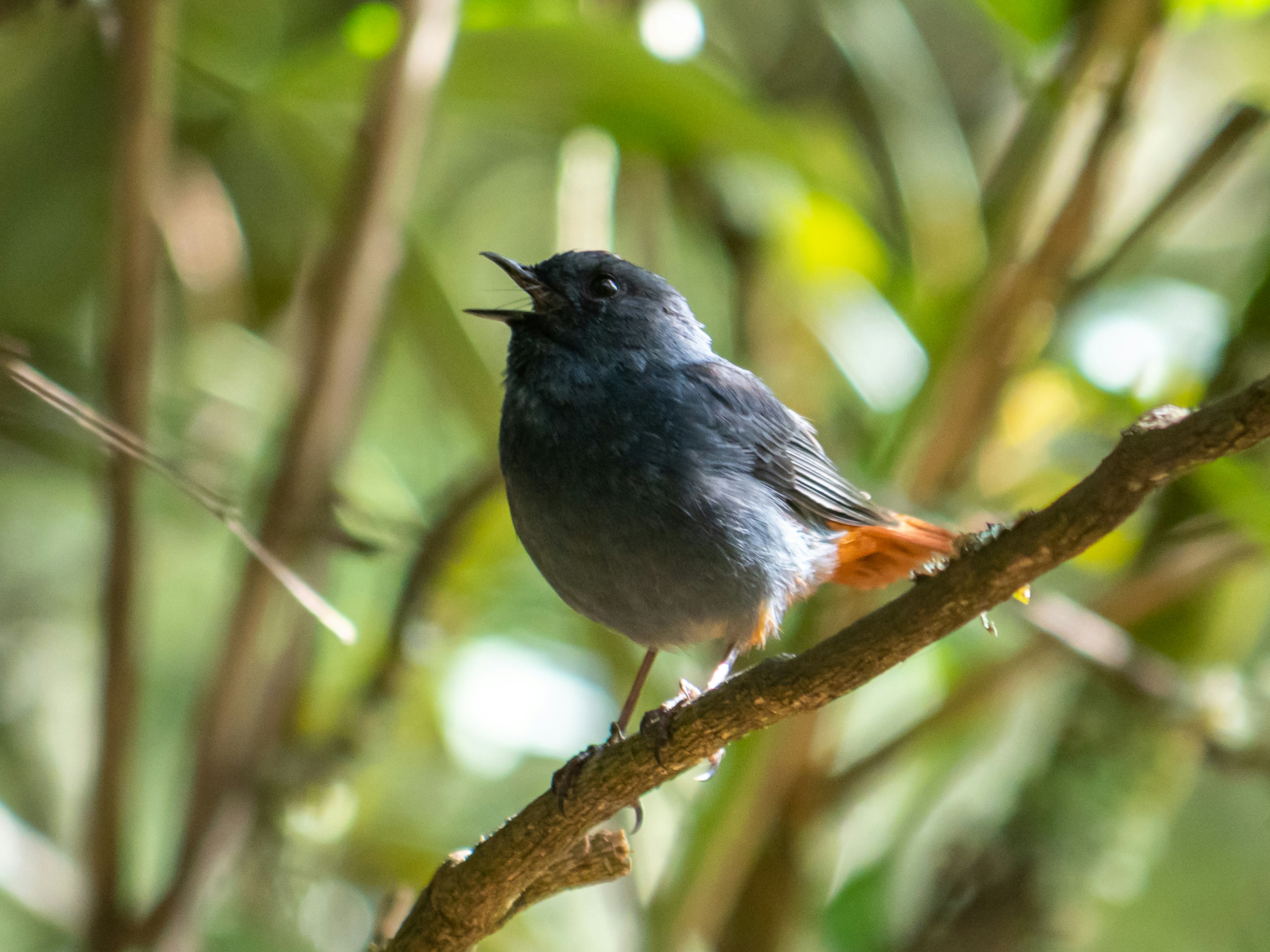 Un uccello blu appollaiato su un ramo che canta