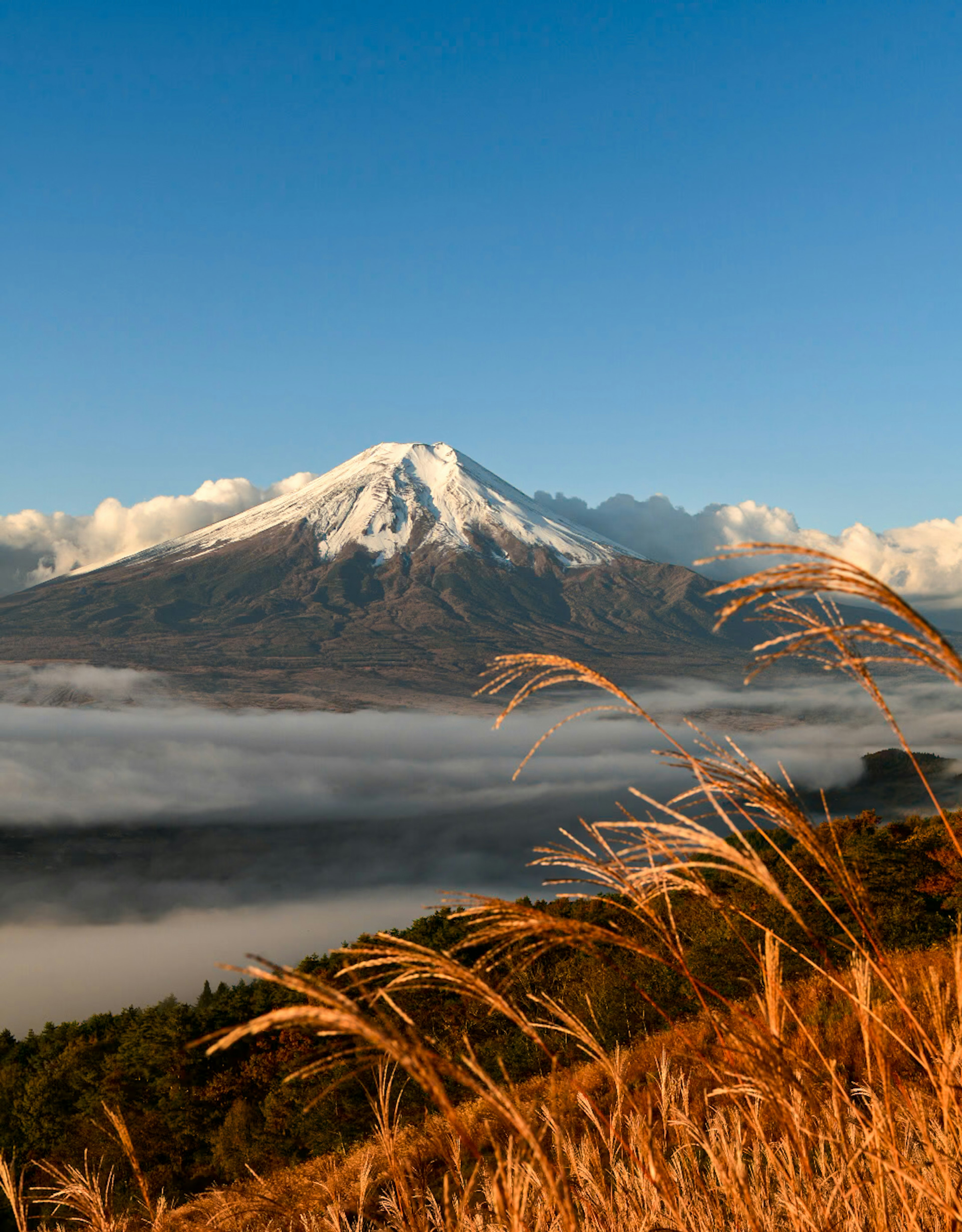 美しい雪をかぶった山と金色の草原の風景