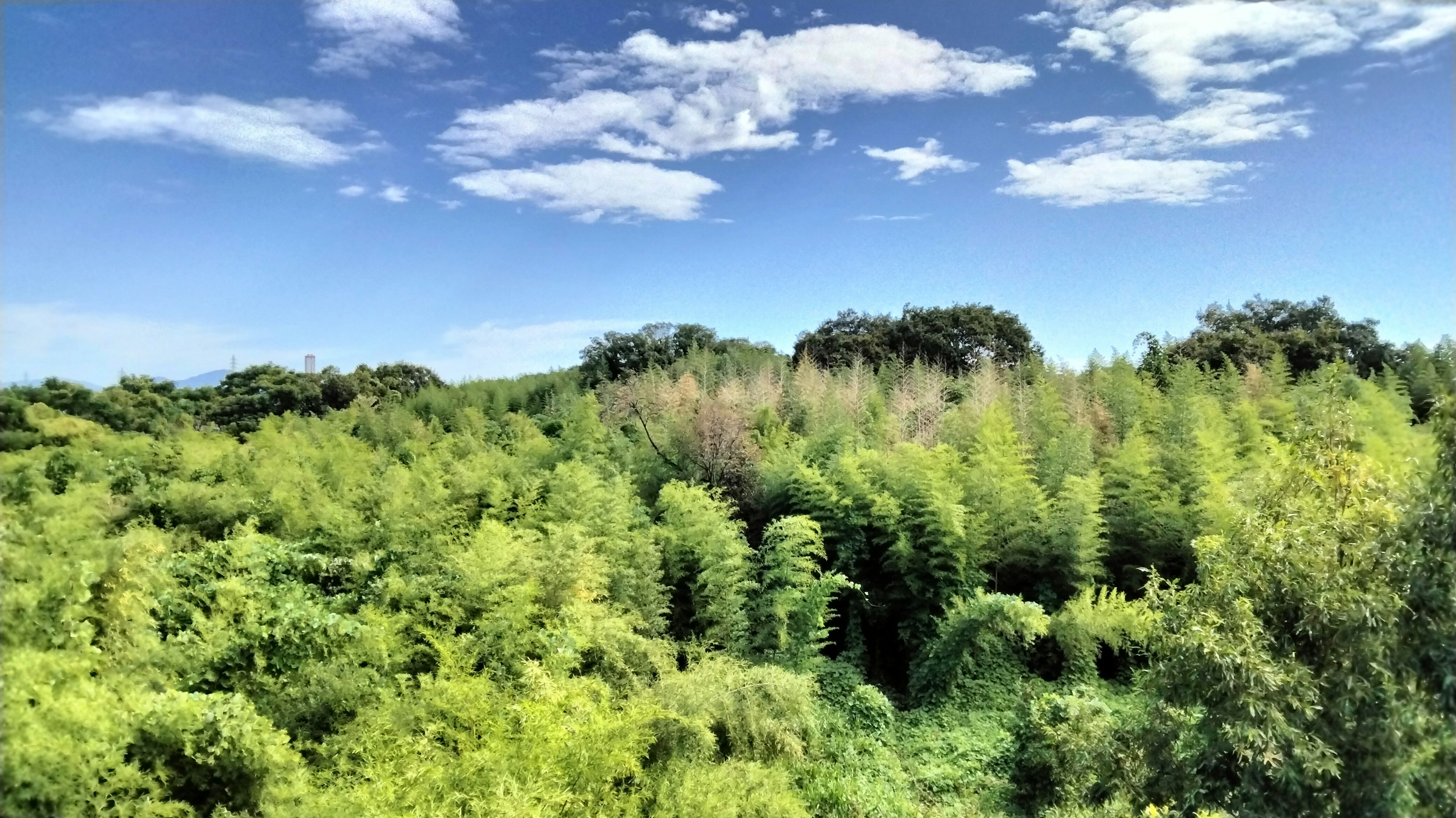 Lanskap hutan bambu subur di bawah langit biru dengan awan putih