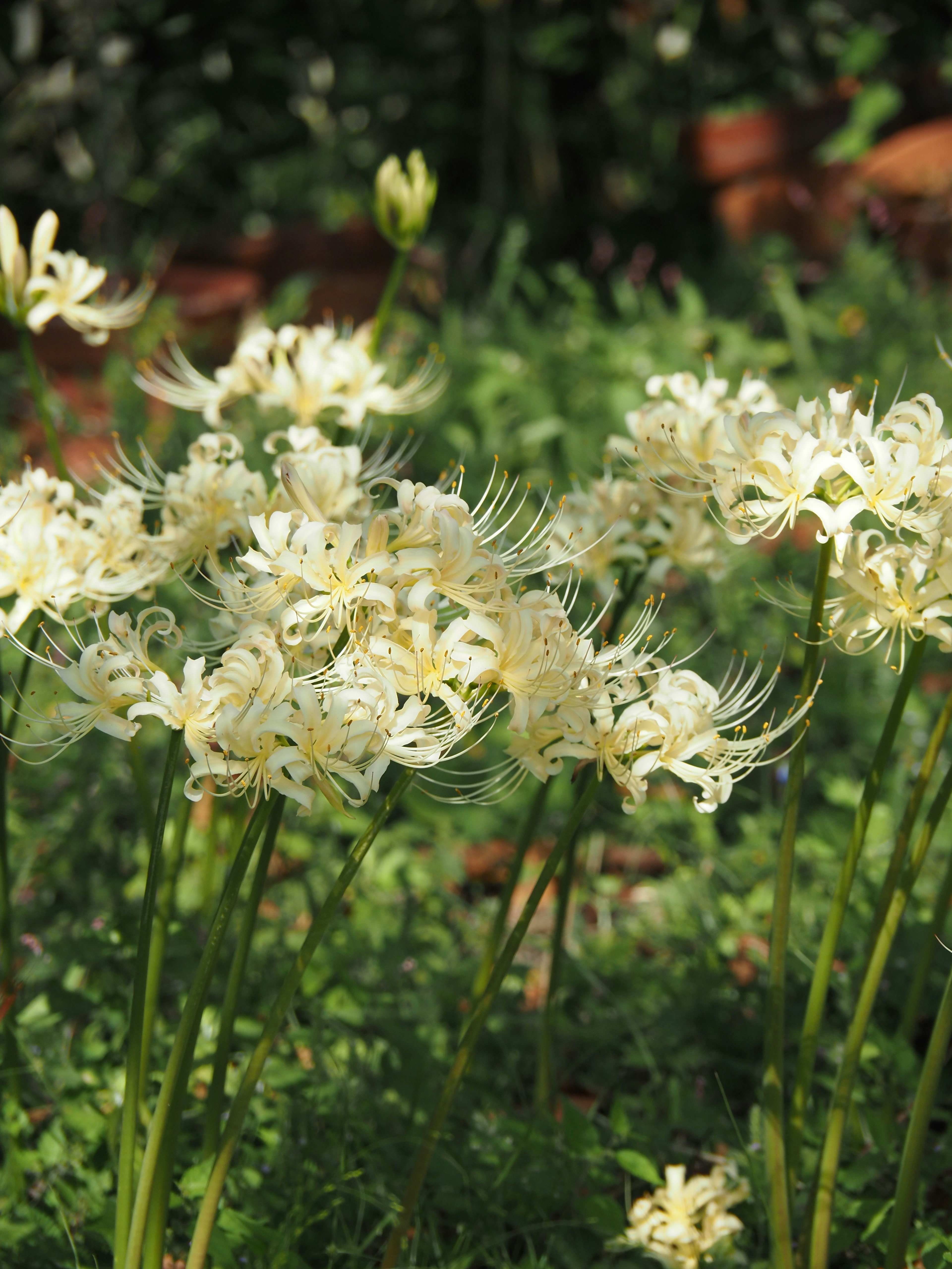 Une scène de jardin avec des grappes de fleurs blanches délicates