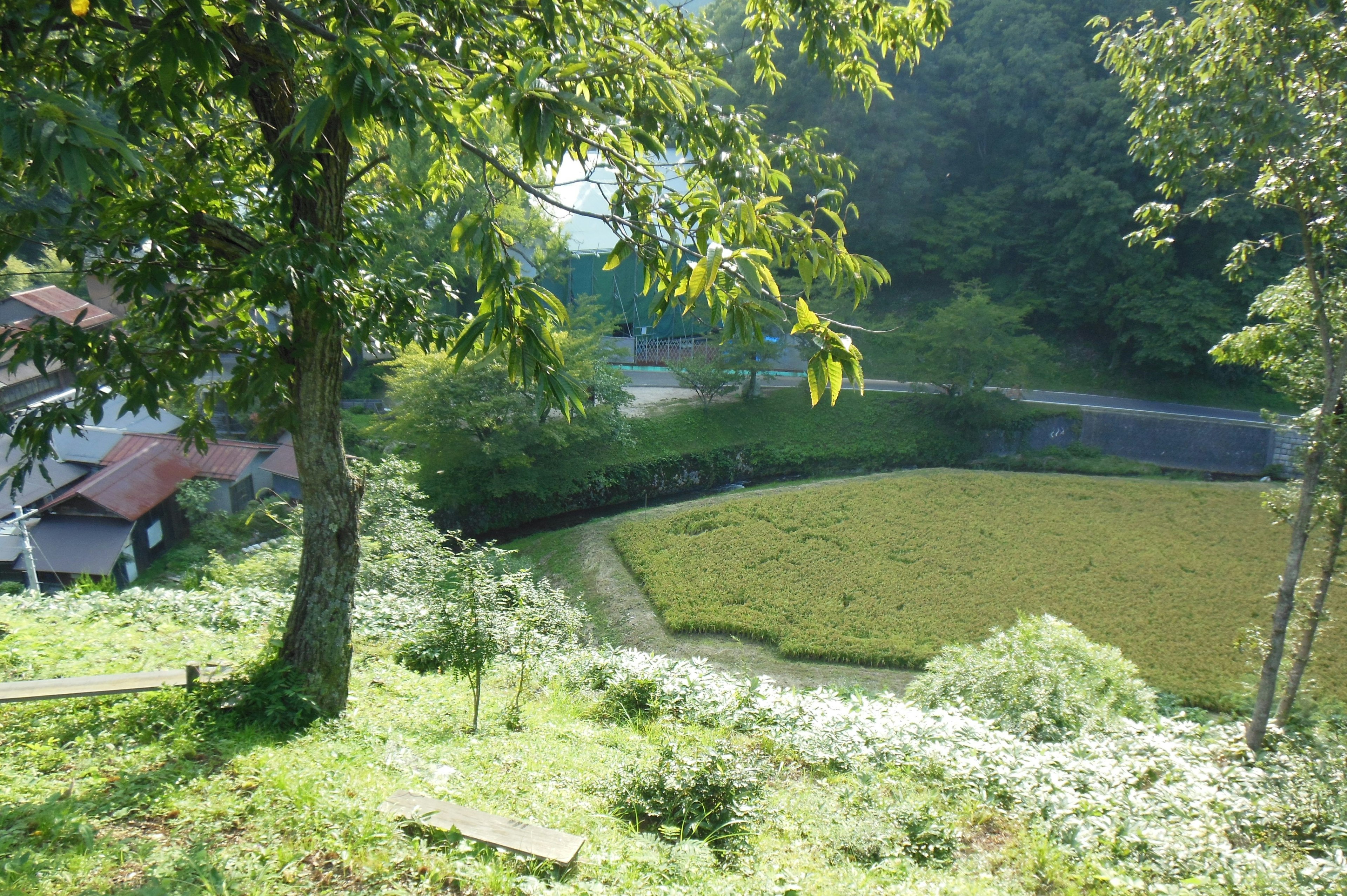 郁郁蔥蔥的鄉村風景，稻田和樹木