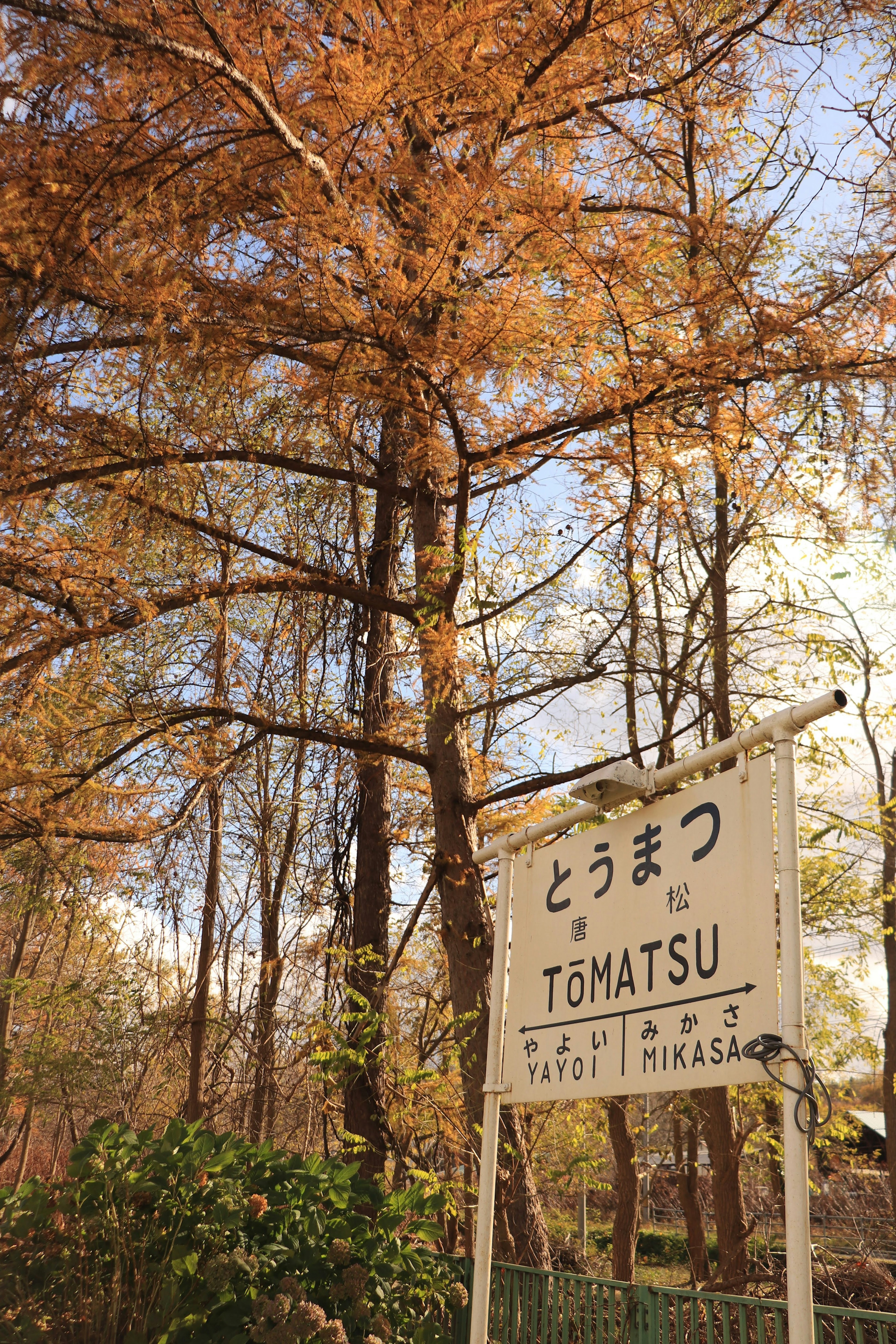 Beautiful autumn-colored tree with a sign reading YOMATSU in front