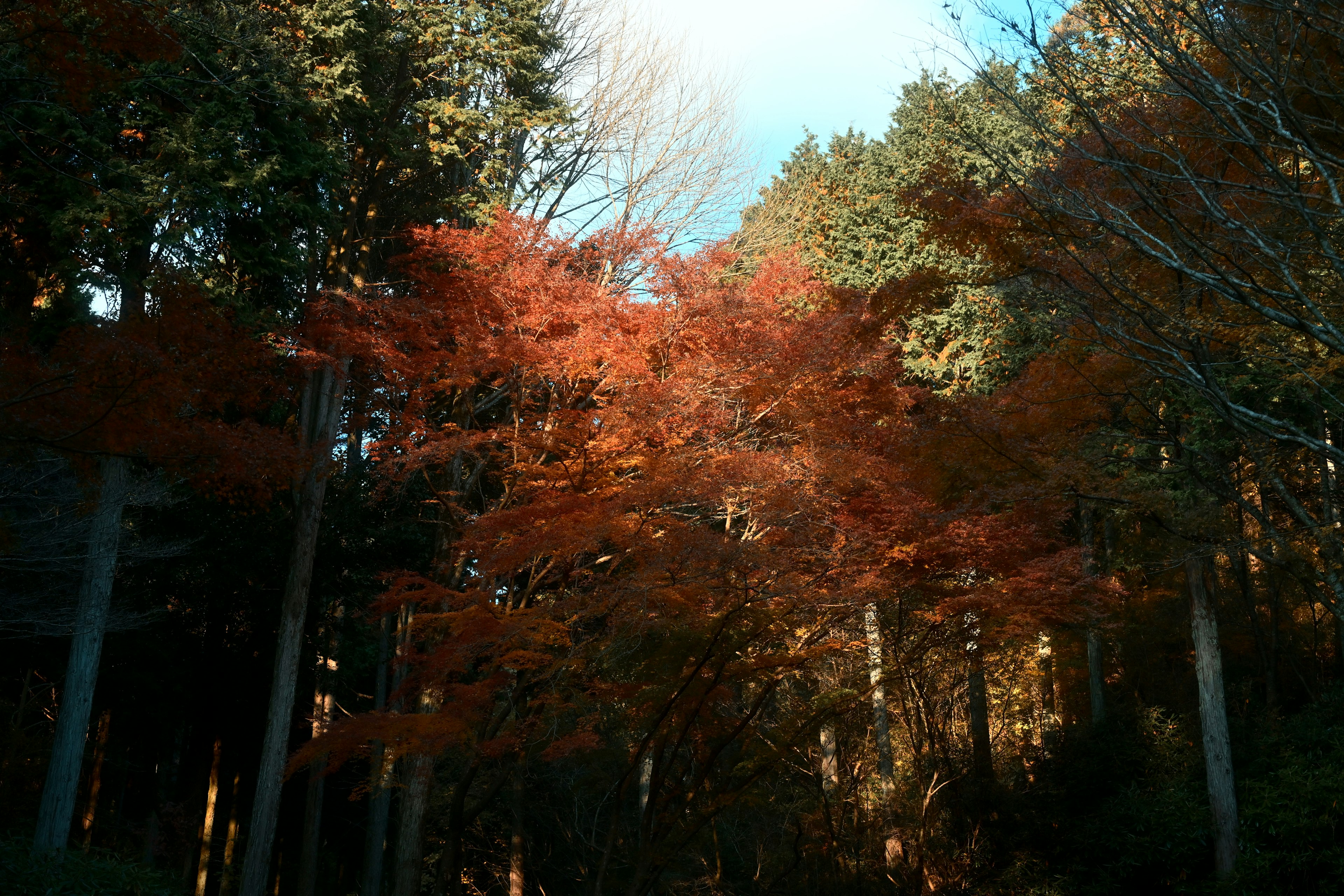 Herbstwaldszene mit lebendigen orangefarbenen Blättern vor blauem Himmel