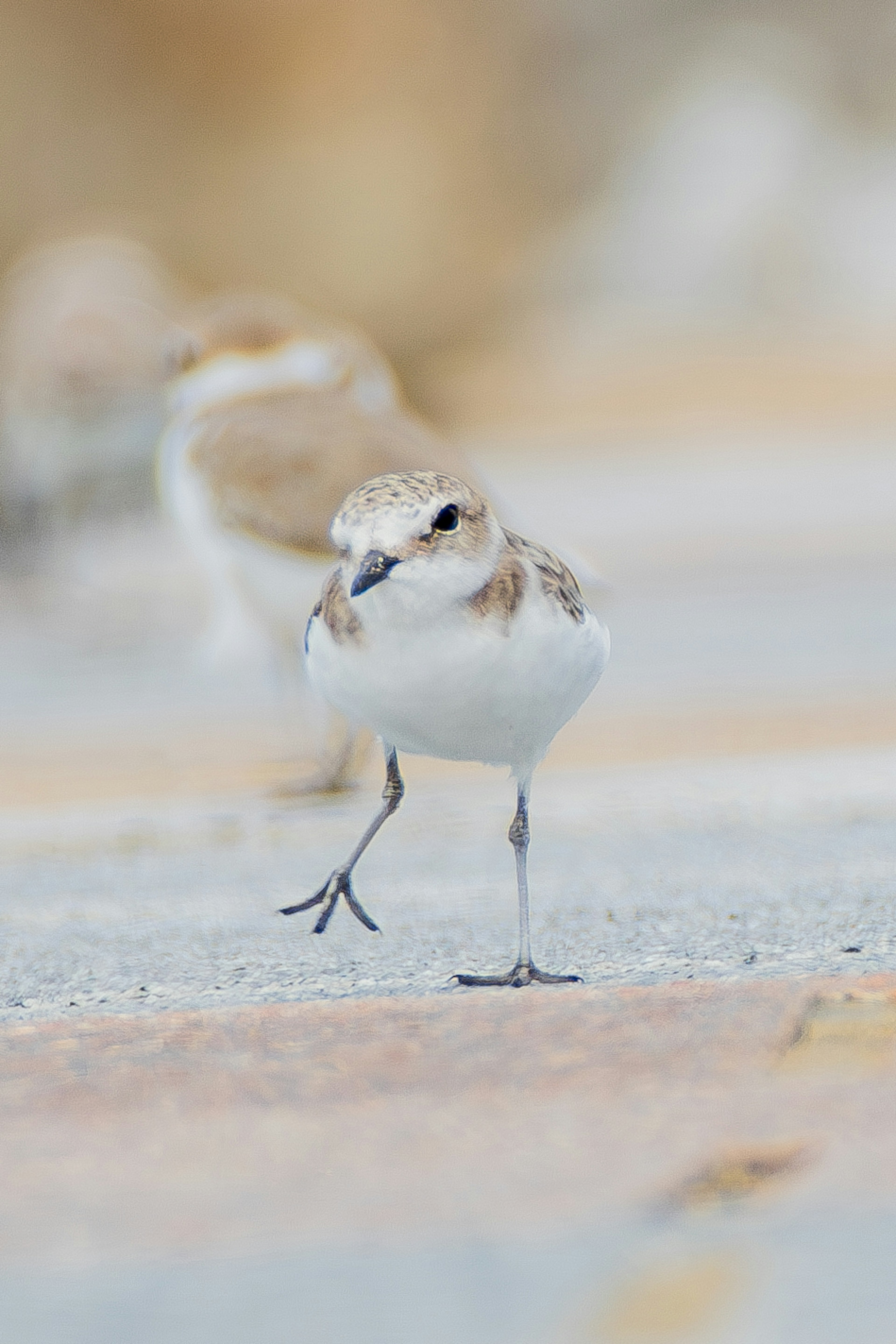 Un pequeño pájaro caminando sobre una superficie con pájaros borrosos de fondo