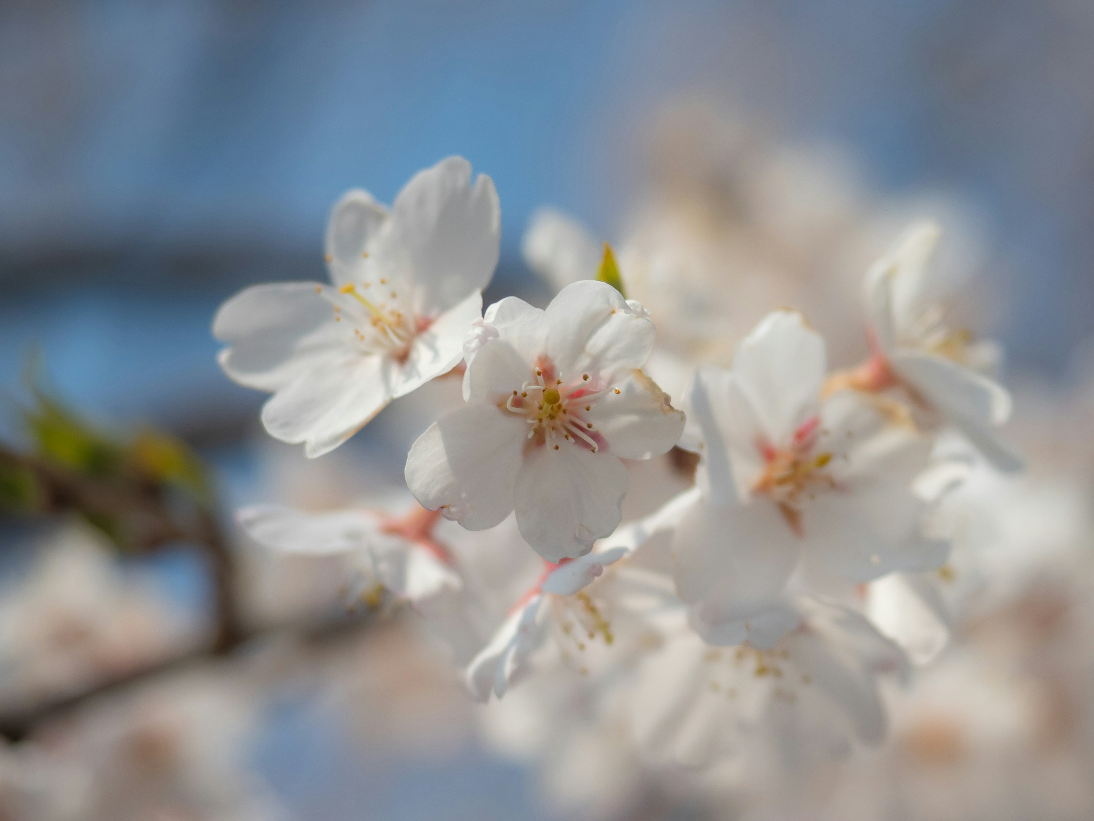 Weiße Kirschblüten blühen unter einem blauen Himmel