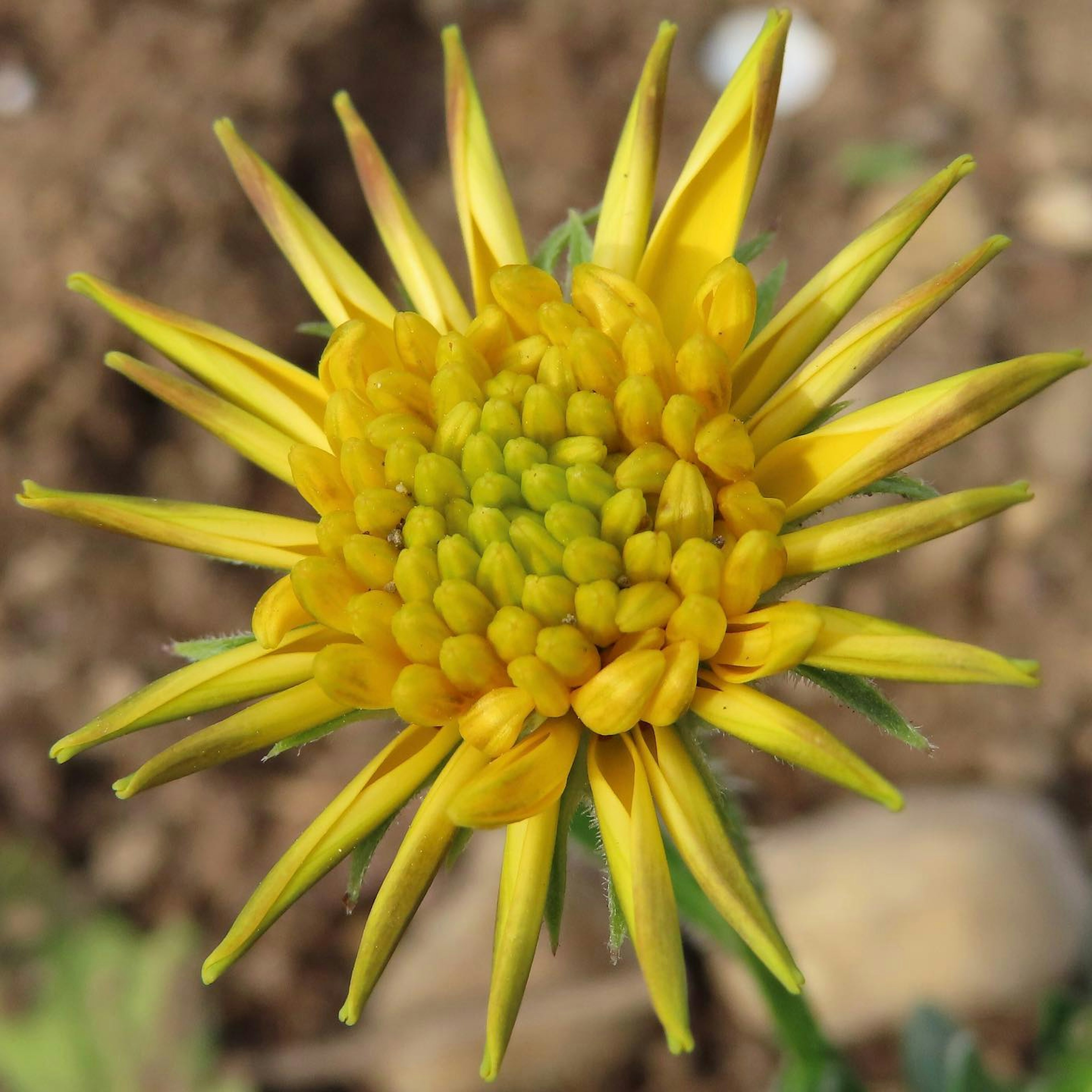 Une fleur jaune vif avec un centre vert et des pétales allongés rayonnant vers l'extérieur