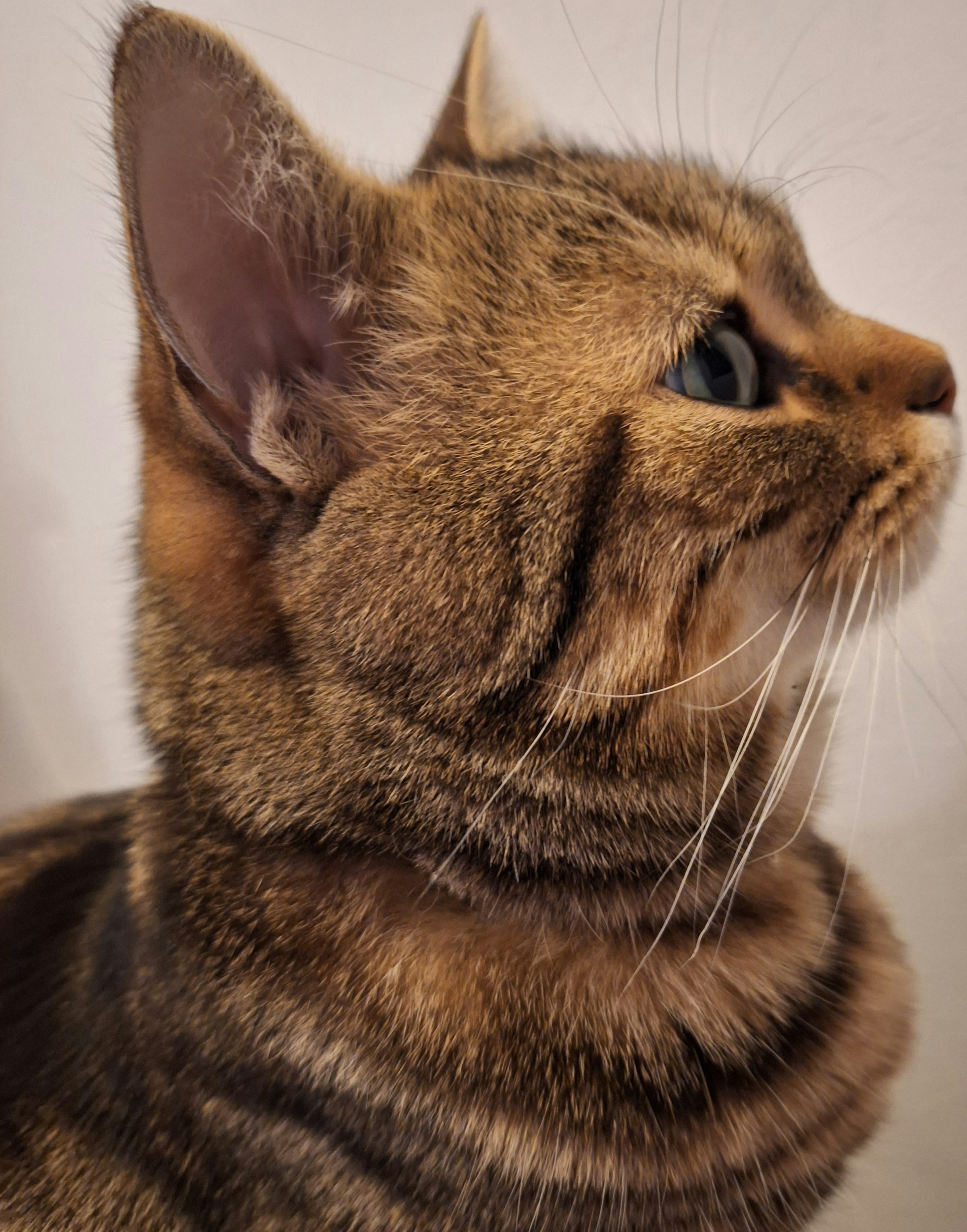 Profile view of a brown striped cat with large eyes and pointed ears