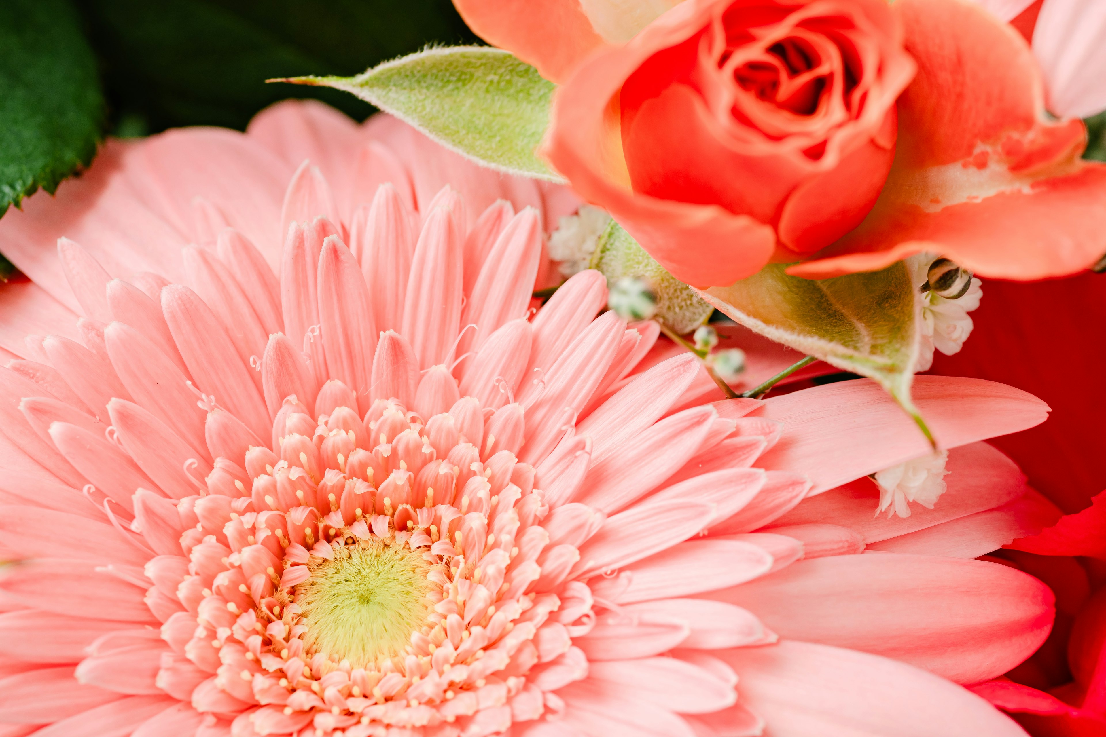 Nahaufnahme von rosa Blumen und orangen Rosen