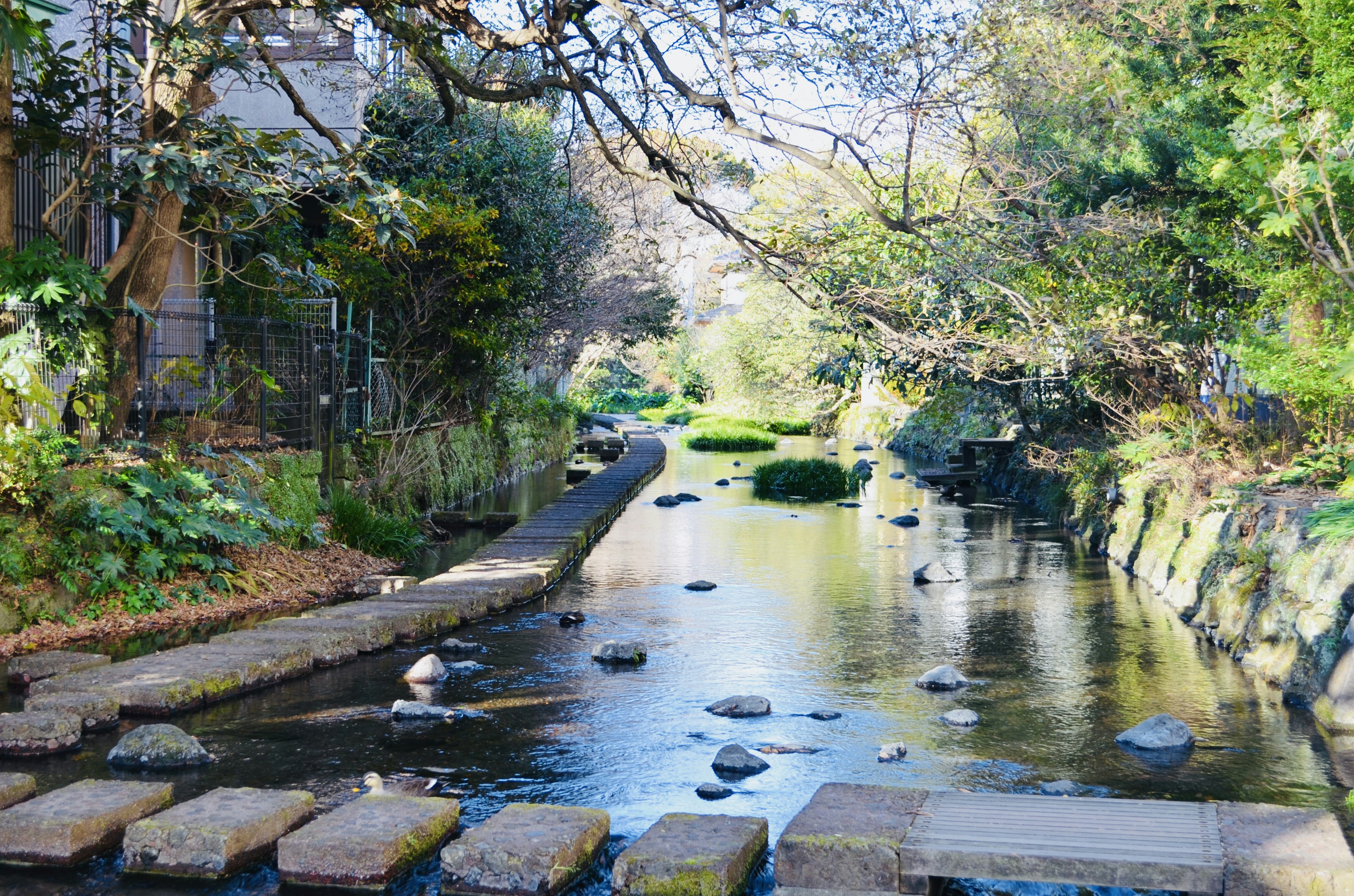 静かな小川と石の歩道がある美しい風景