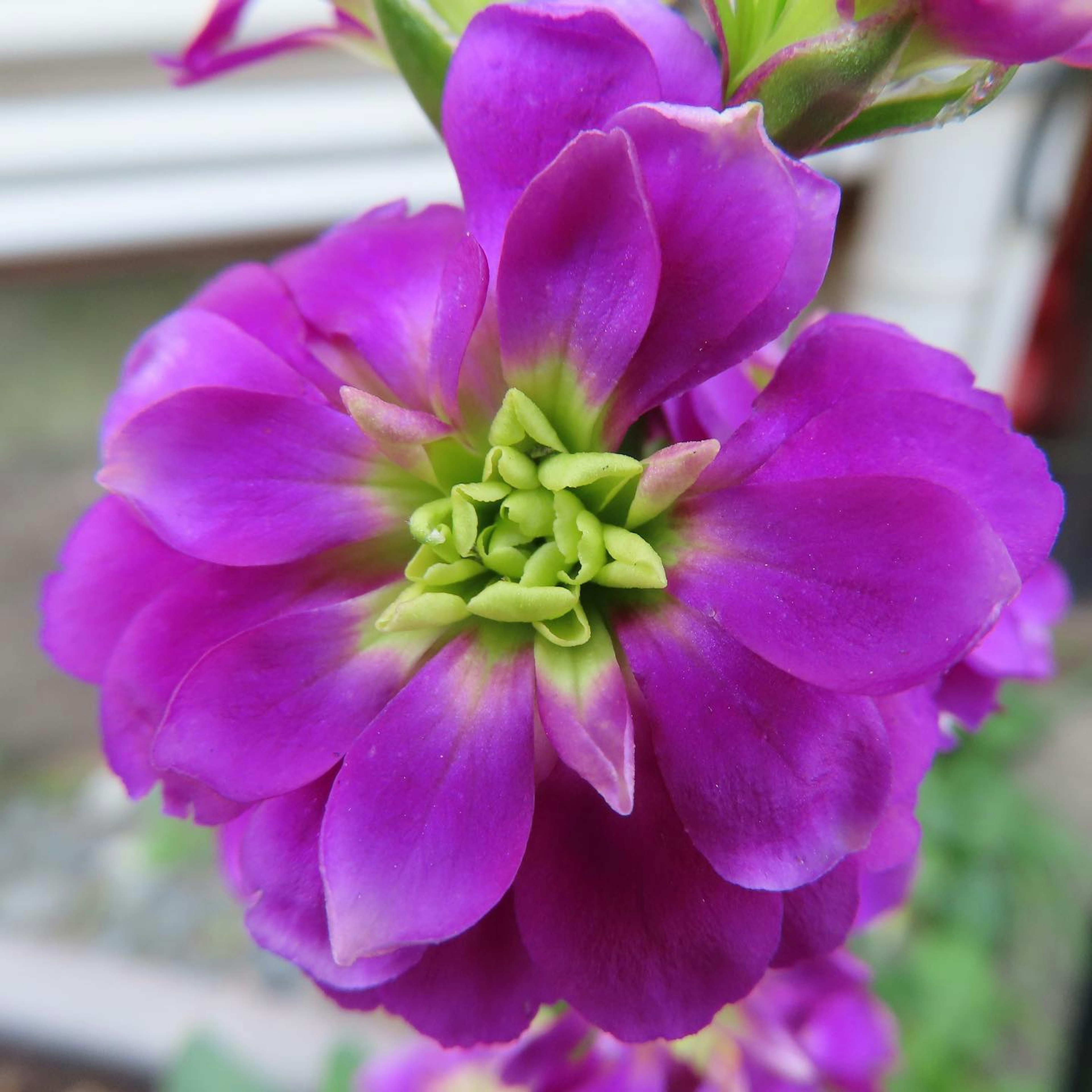 Acercamiento de una flor morada vibrante con centro verde