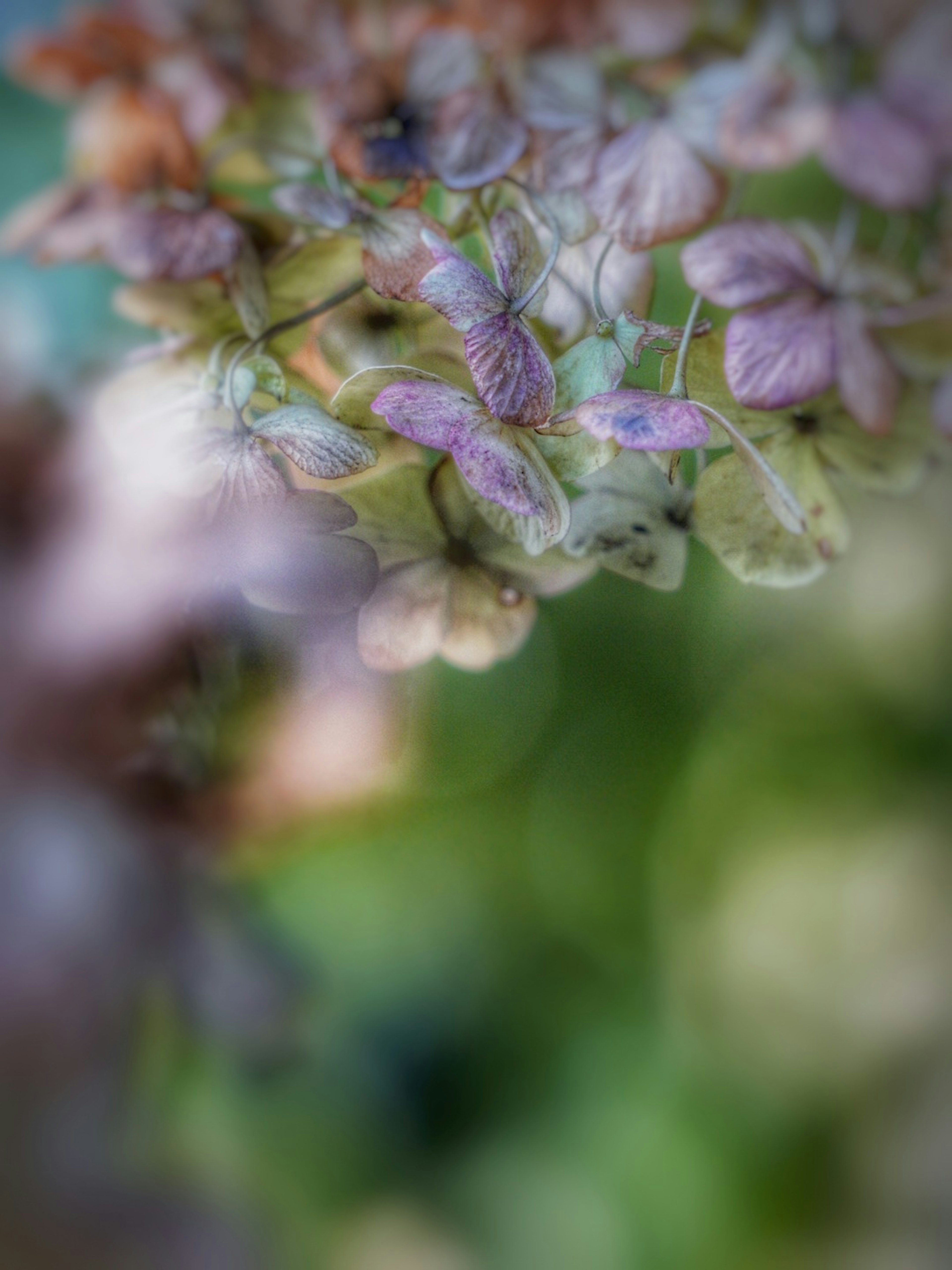 Petal-petal hydrangea berwarna lembut di latar belakang kabur