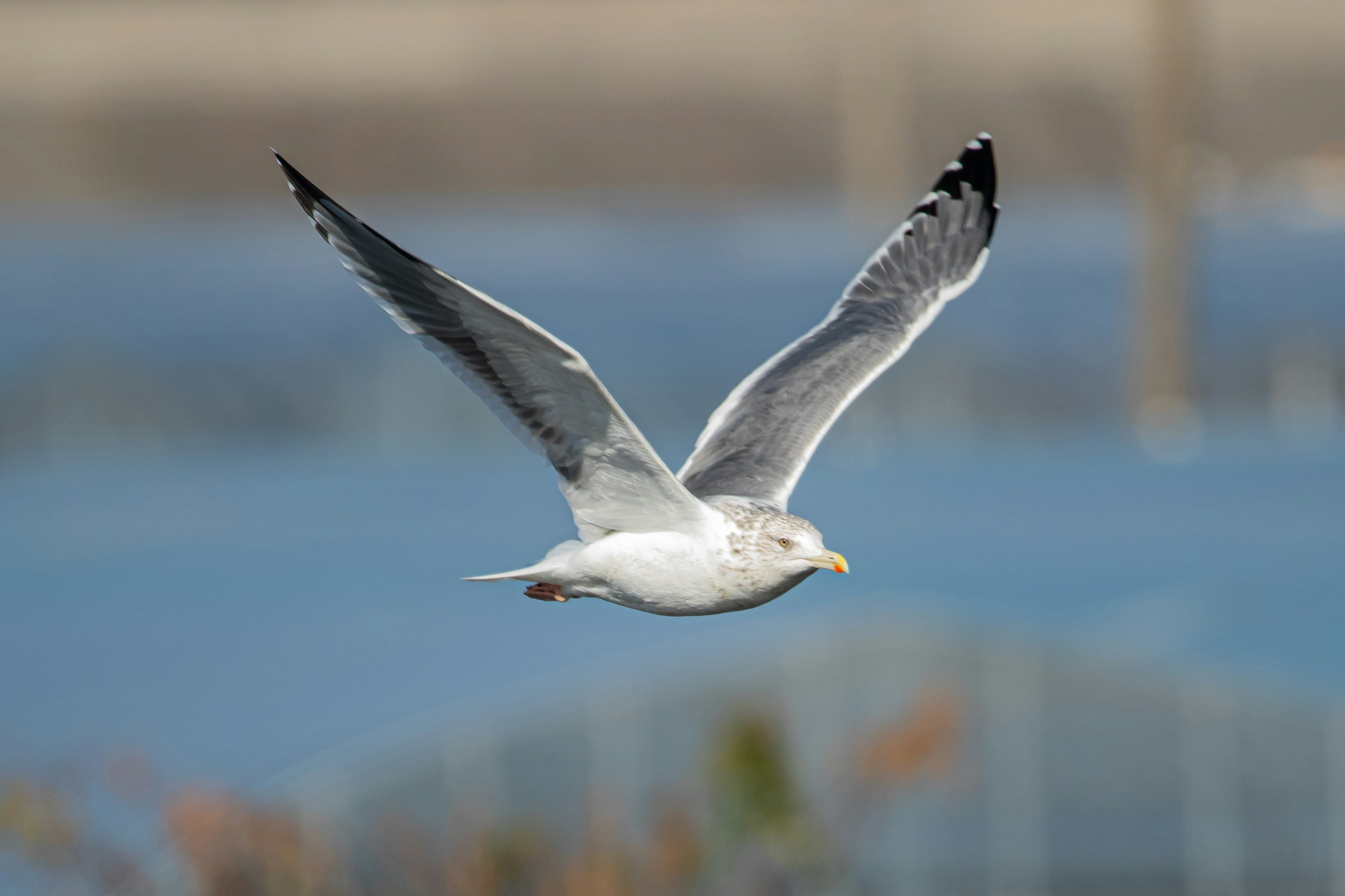 Seagull flying over blue water background