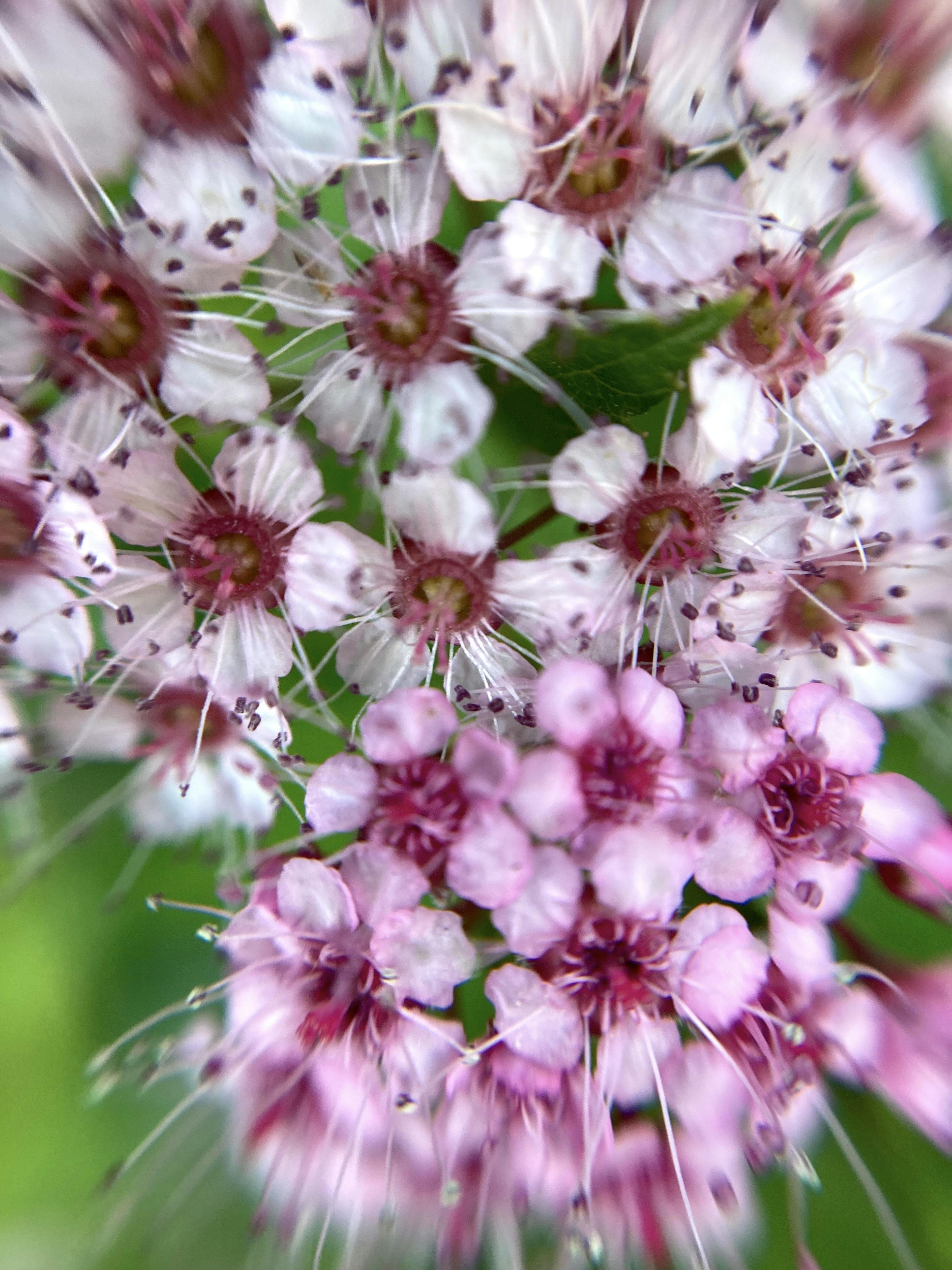 Nahaufnahme von schönen rosa und weißen Blüten in Gruppen