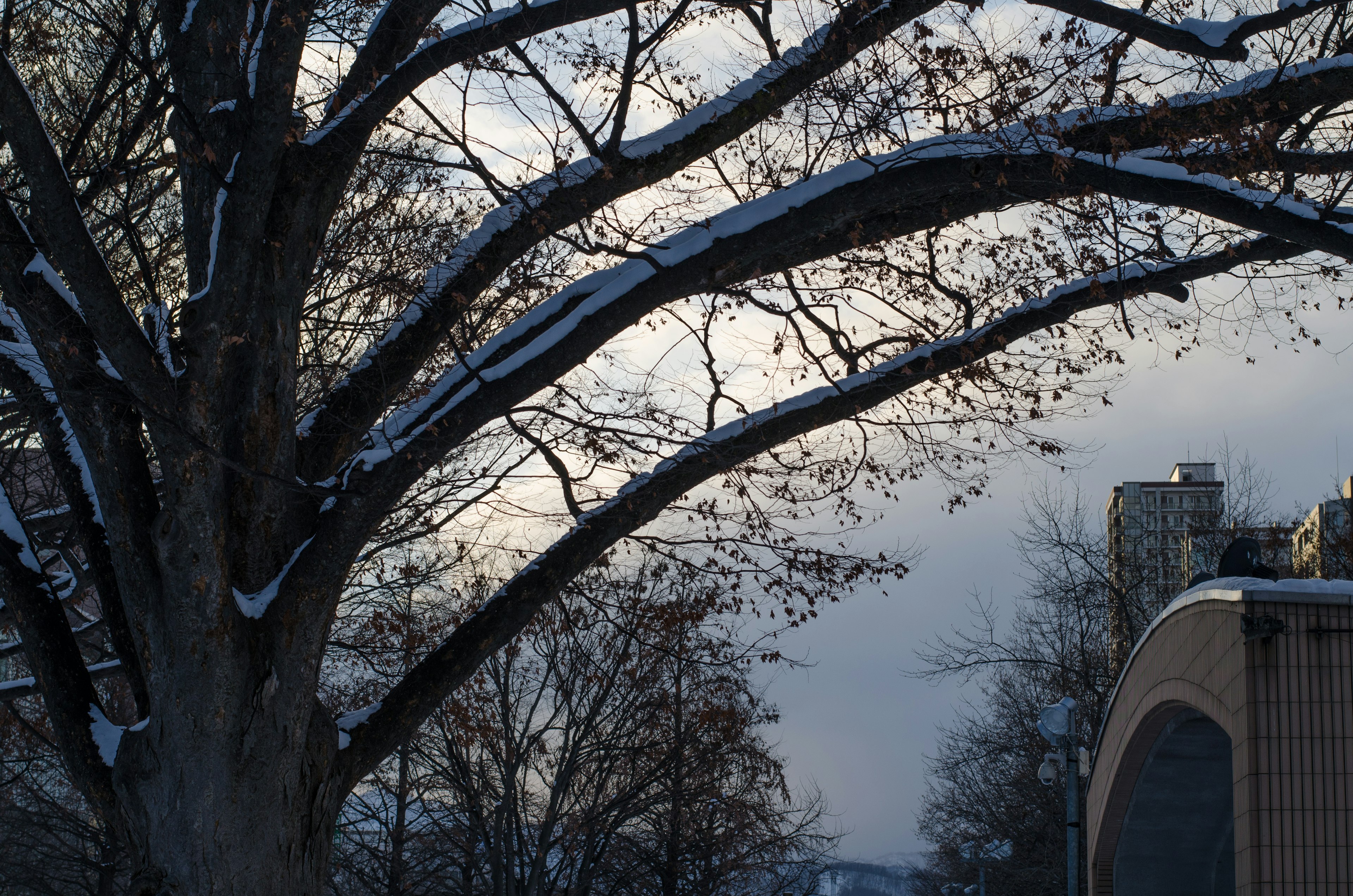 Branches d'arbre couvertes de neige contre un ciel d'hiver