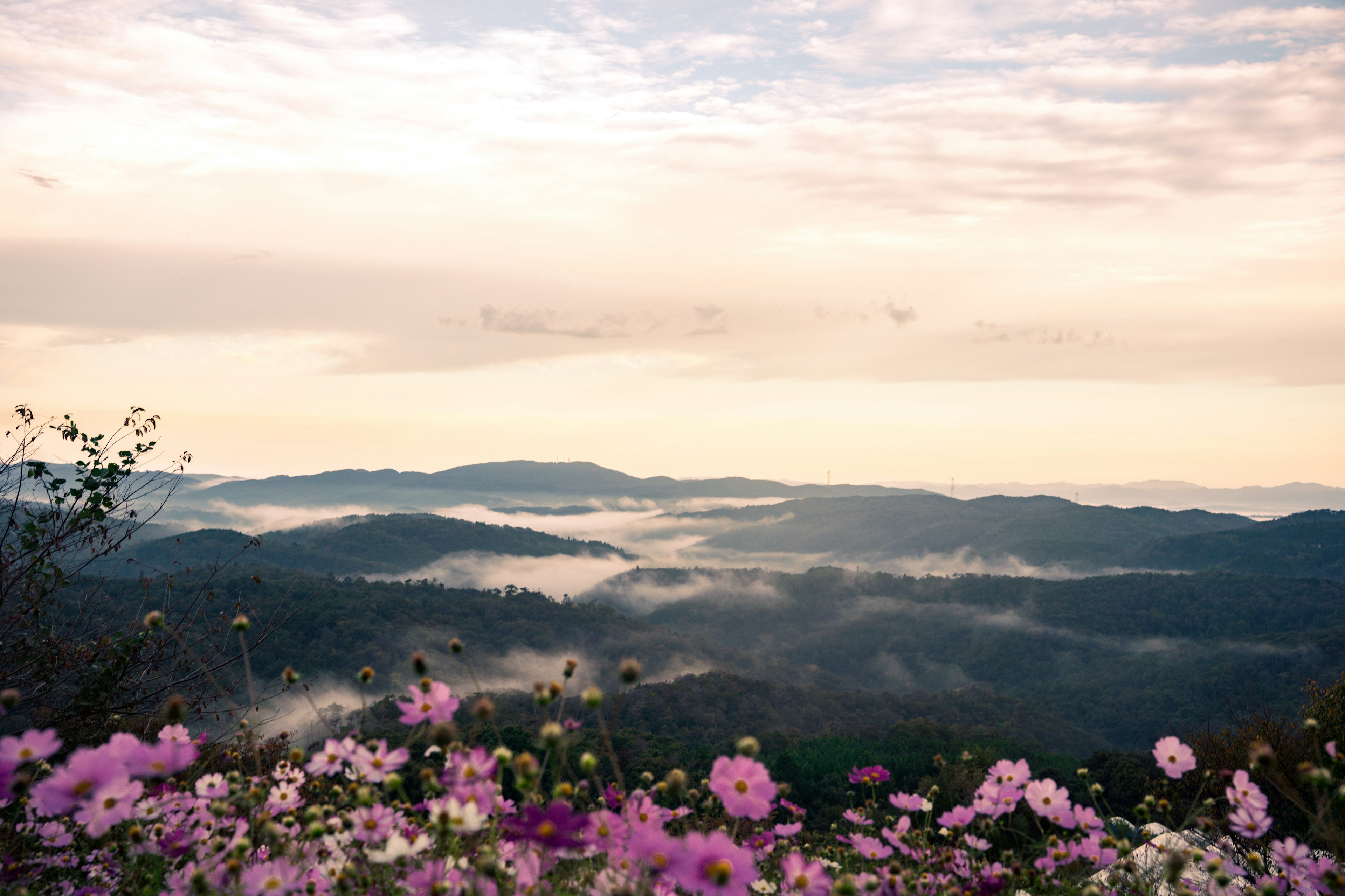 山々を背景にした色とりどりの花々と霧の美しい風景