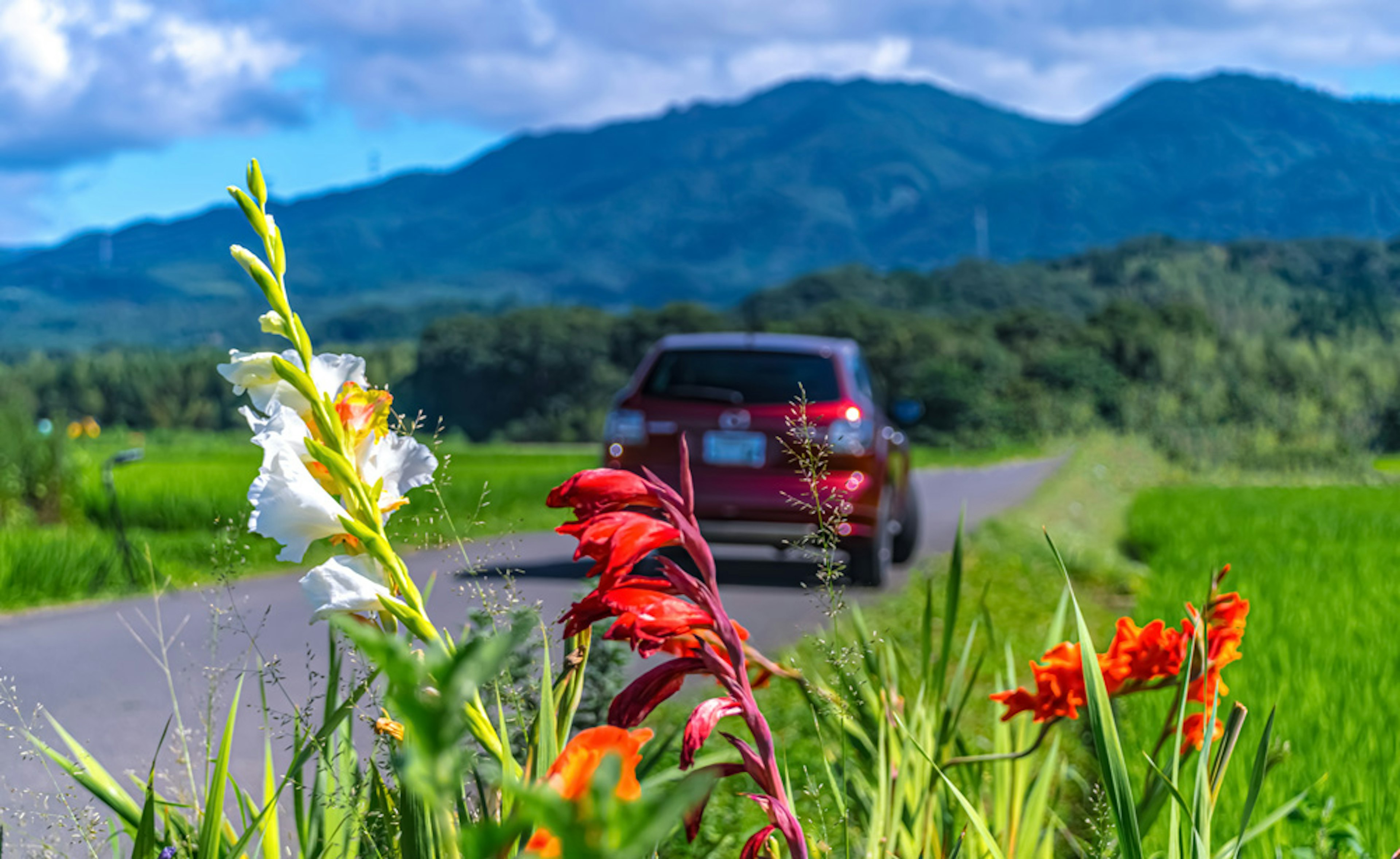 色とりどりの花と車が並ぶ風景の写真