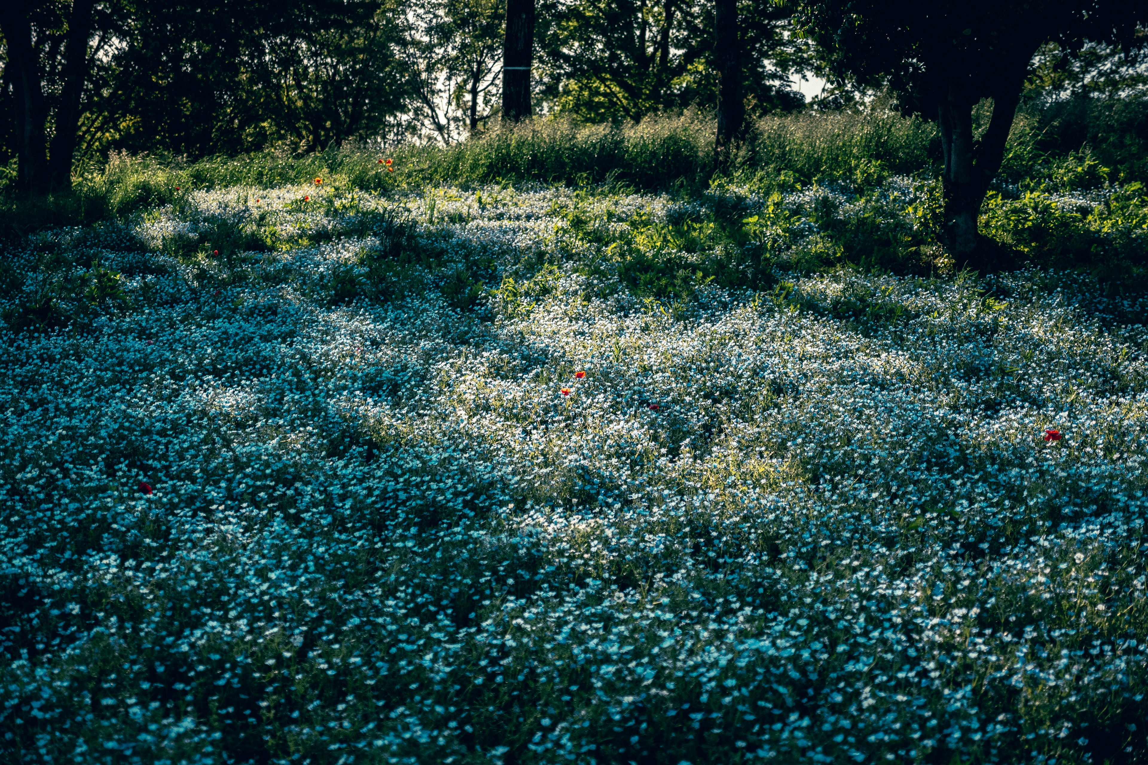 Field of blue flowers with shadows from trees